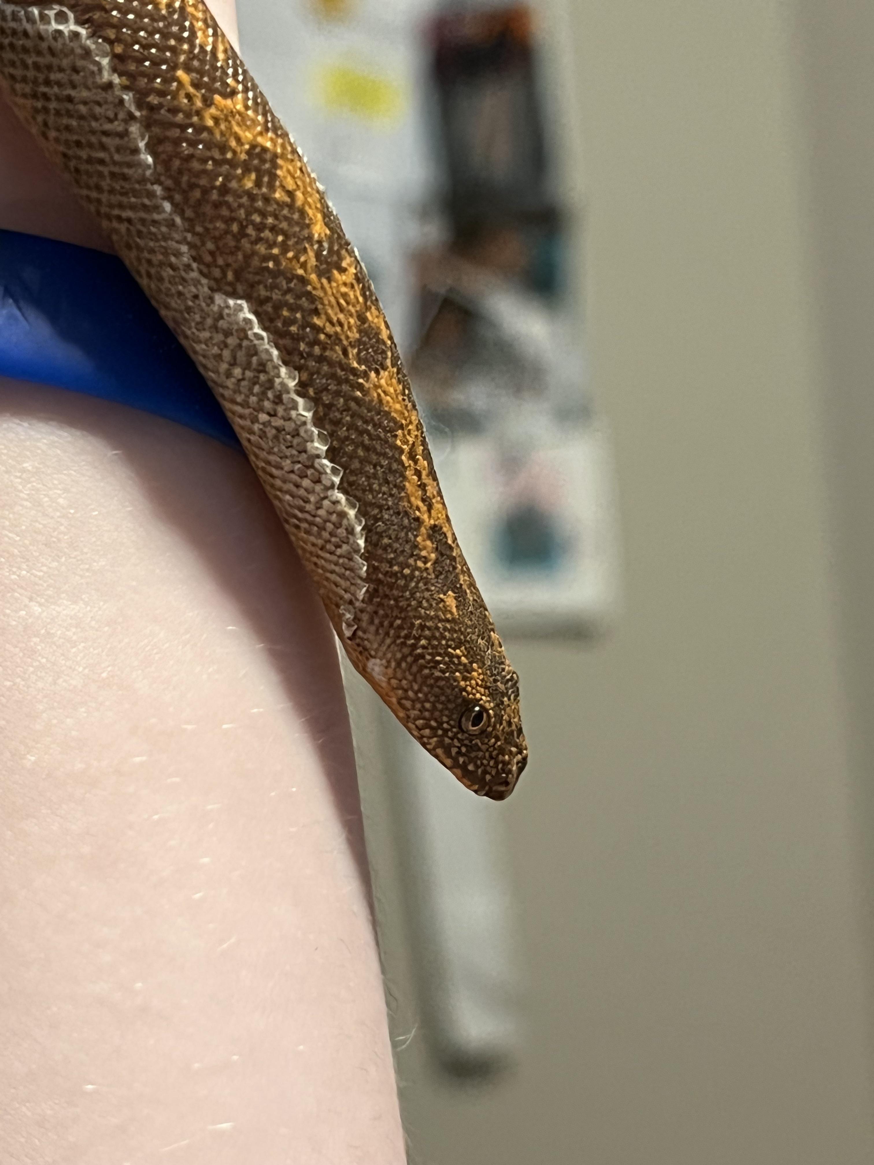 Nairobi the 2 y/o Kenyan Sand Boa (I’m working on the shed. This was