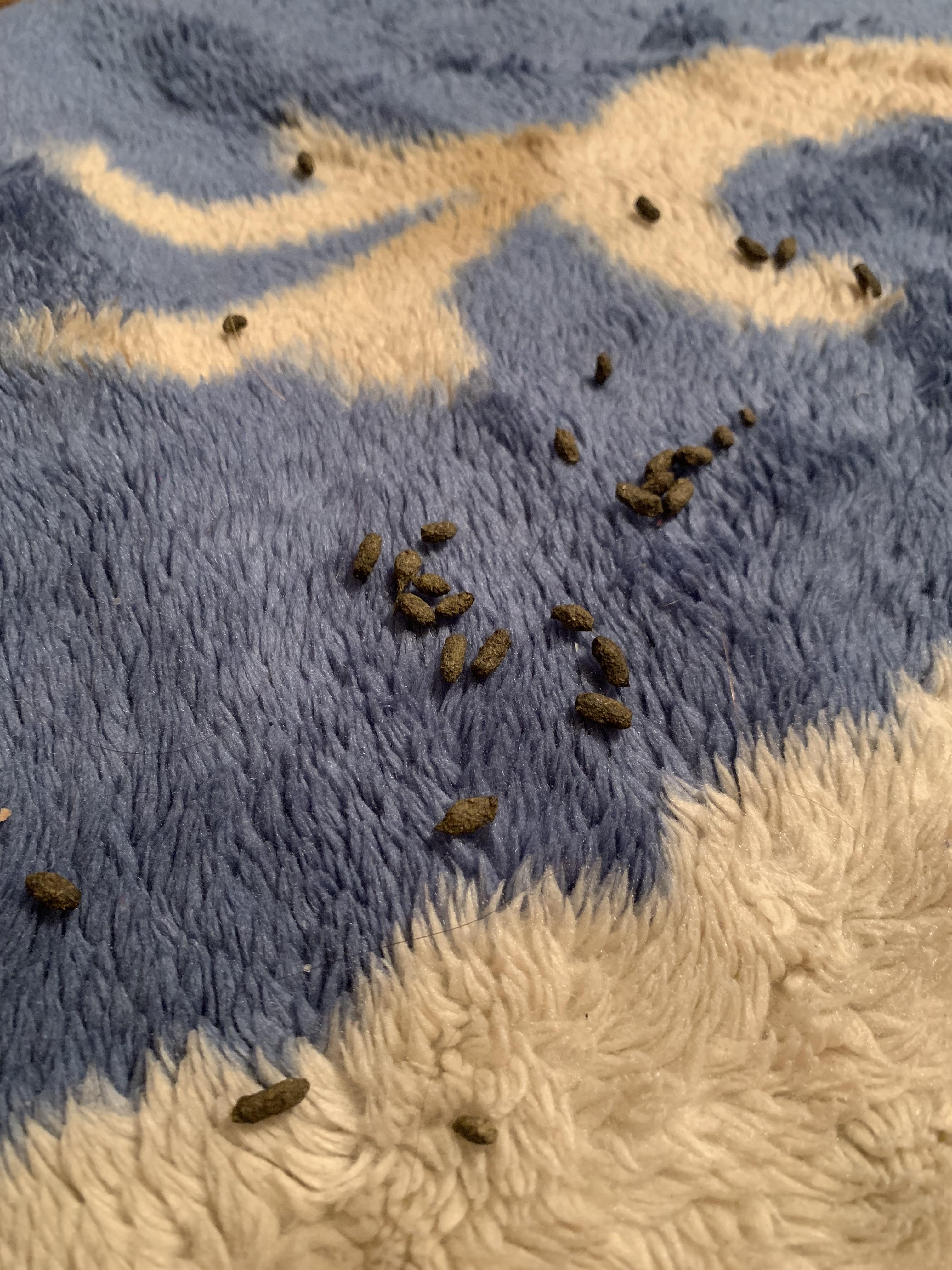 Poop! So normally Chnaseys poop is a little bigger and moist, lately it