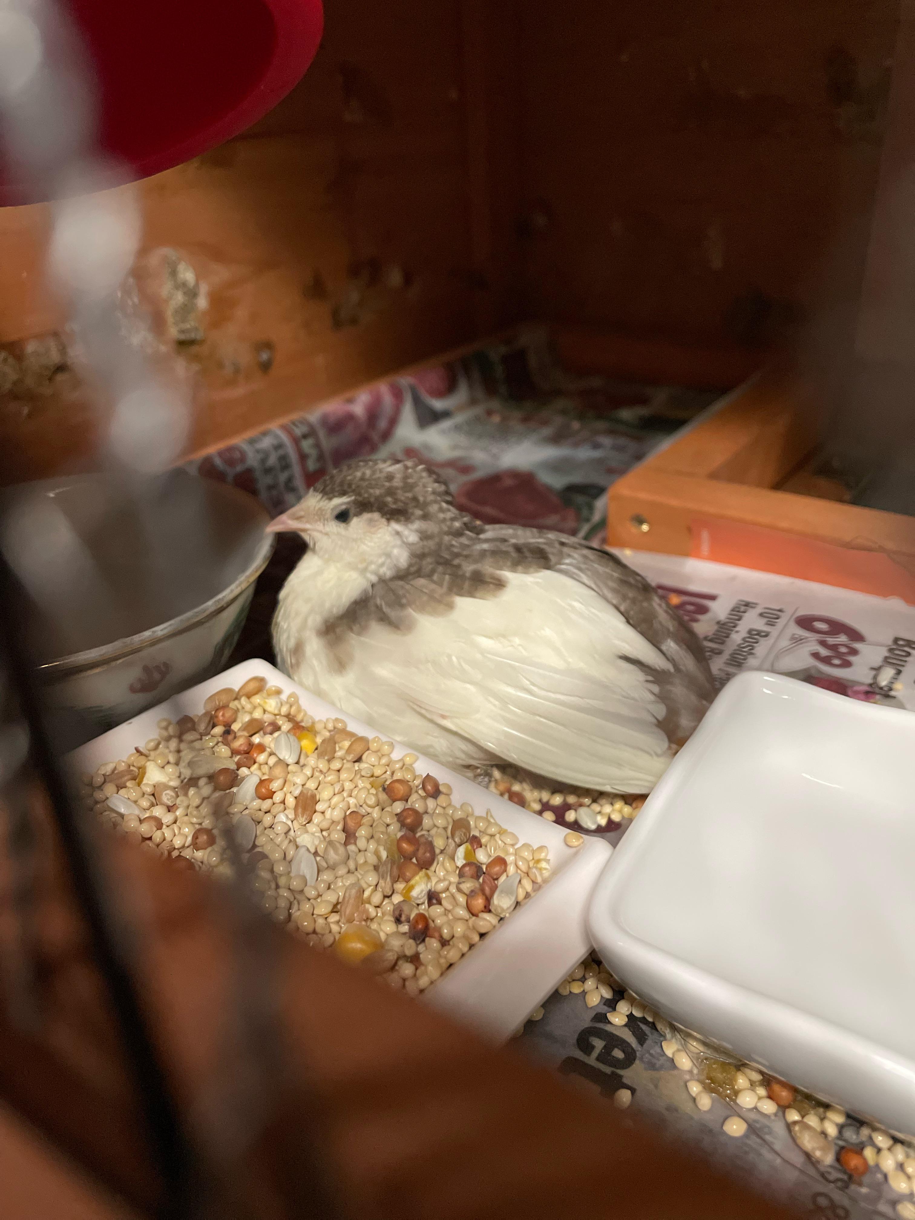 This quail fell out of its coop and hurt its legs today, is there
