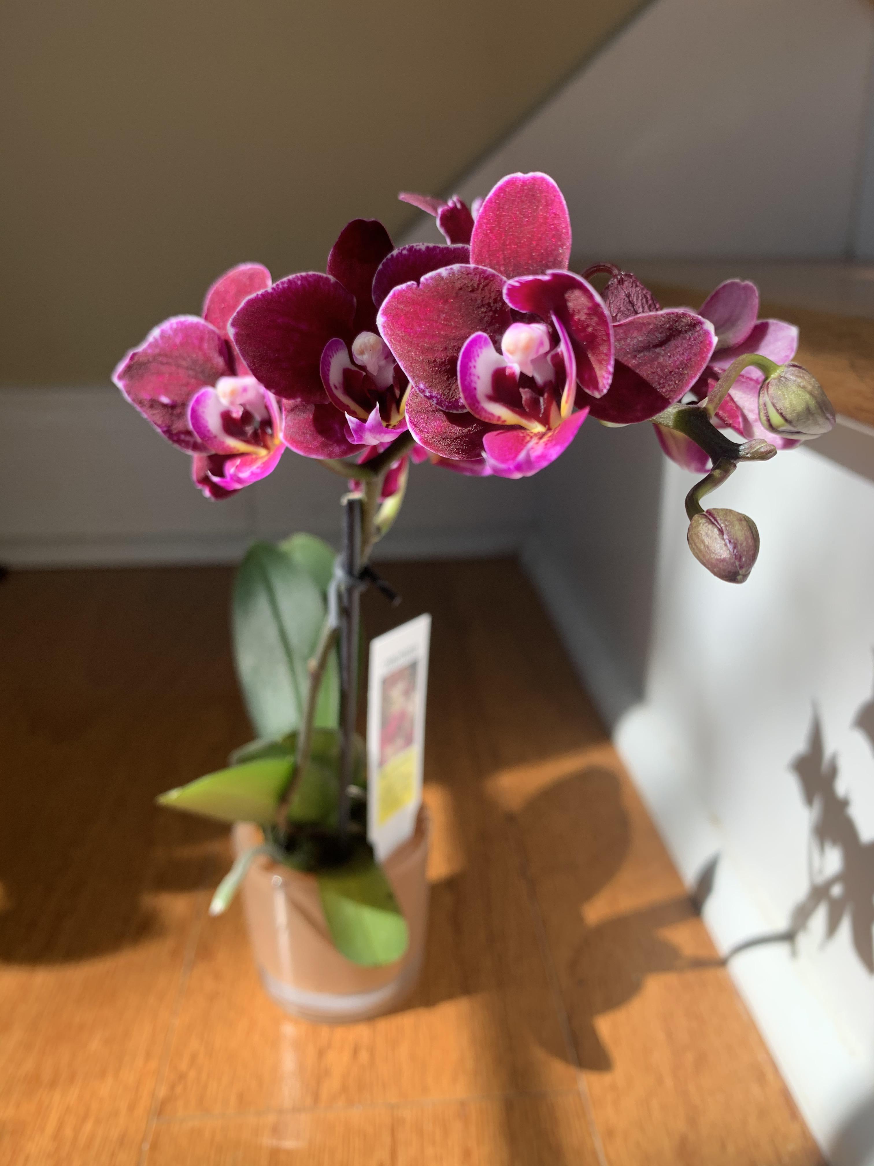 7 find from Kroger ( almost in full bloom! r/orchids