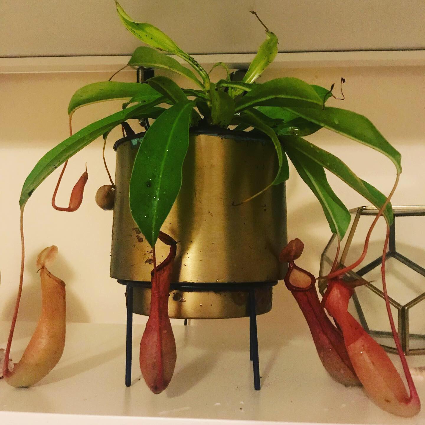 Nepenthes, thriving under grow lights! r/SavageGarden