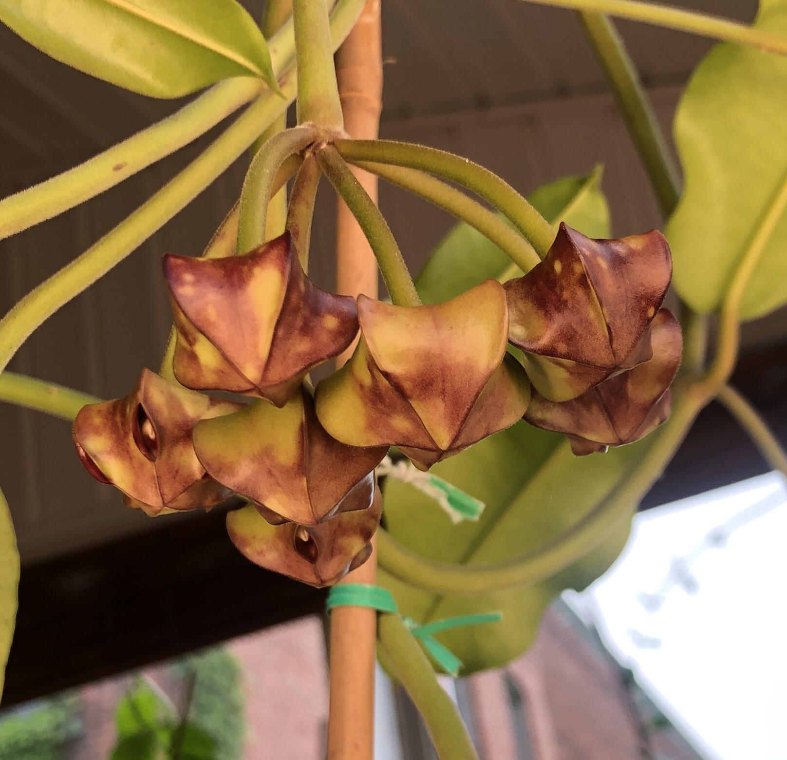 Does anyone know how long Hoya Imperialis flowers last? r/hoyas