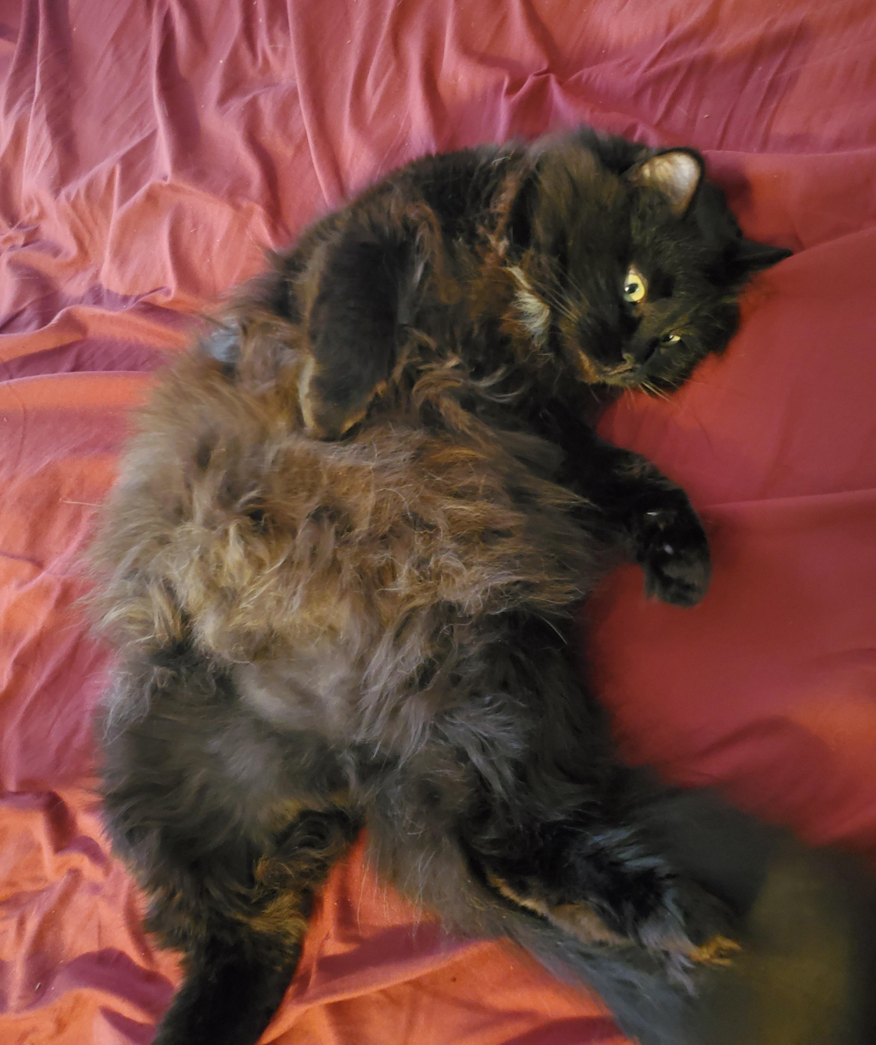 Nutmeg presenting her tum for Belly Rub Time r/Eyebleach