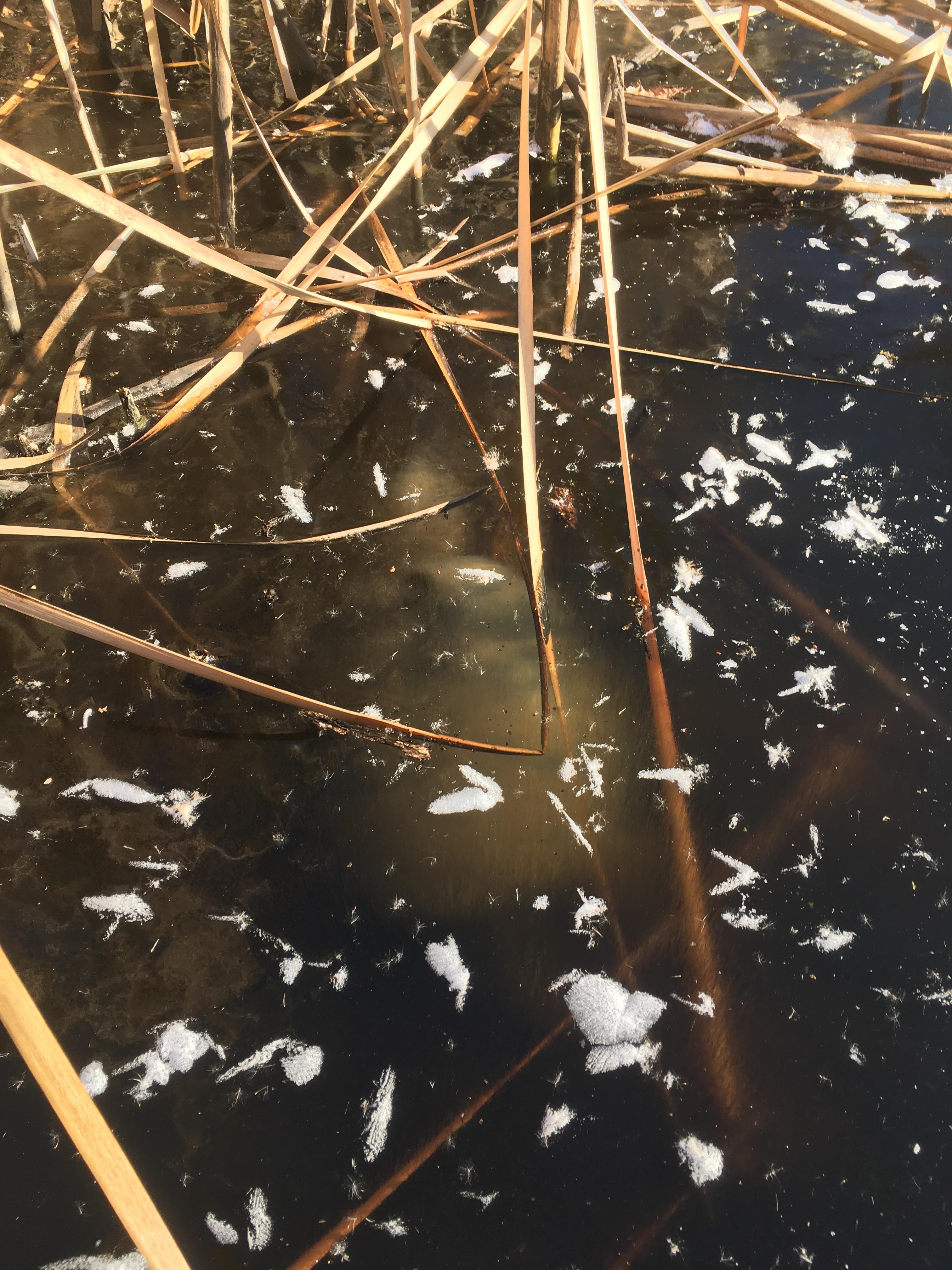 This snapping turtle hibernating frozen in the ice (found in Missouri