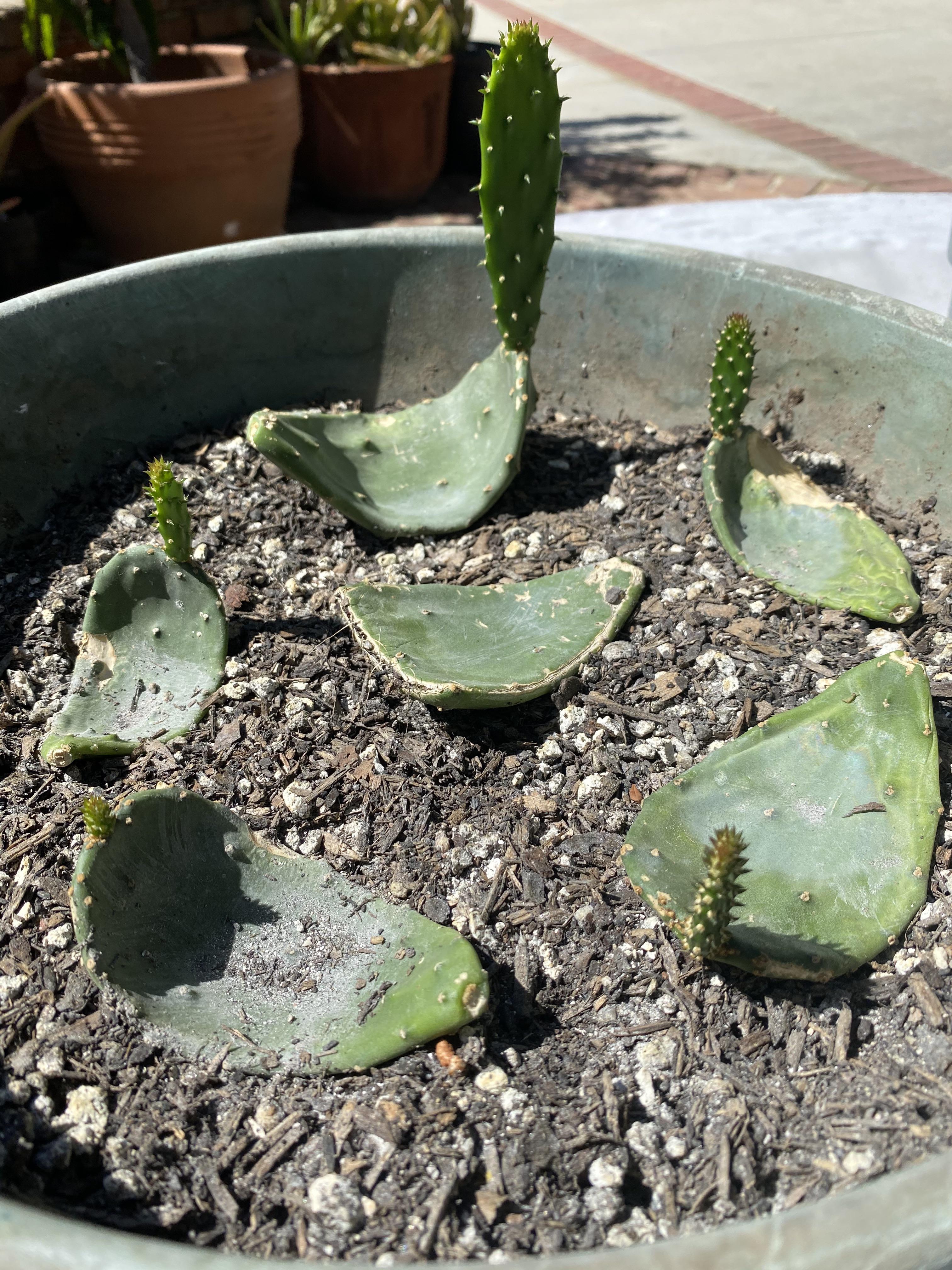 I read that you can Propagate cactus pads ( in this case Nopalea Cochrnillifera) by laying them