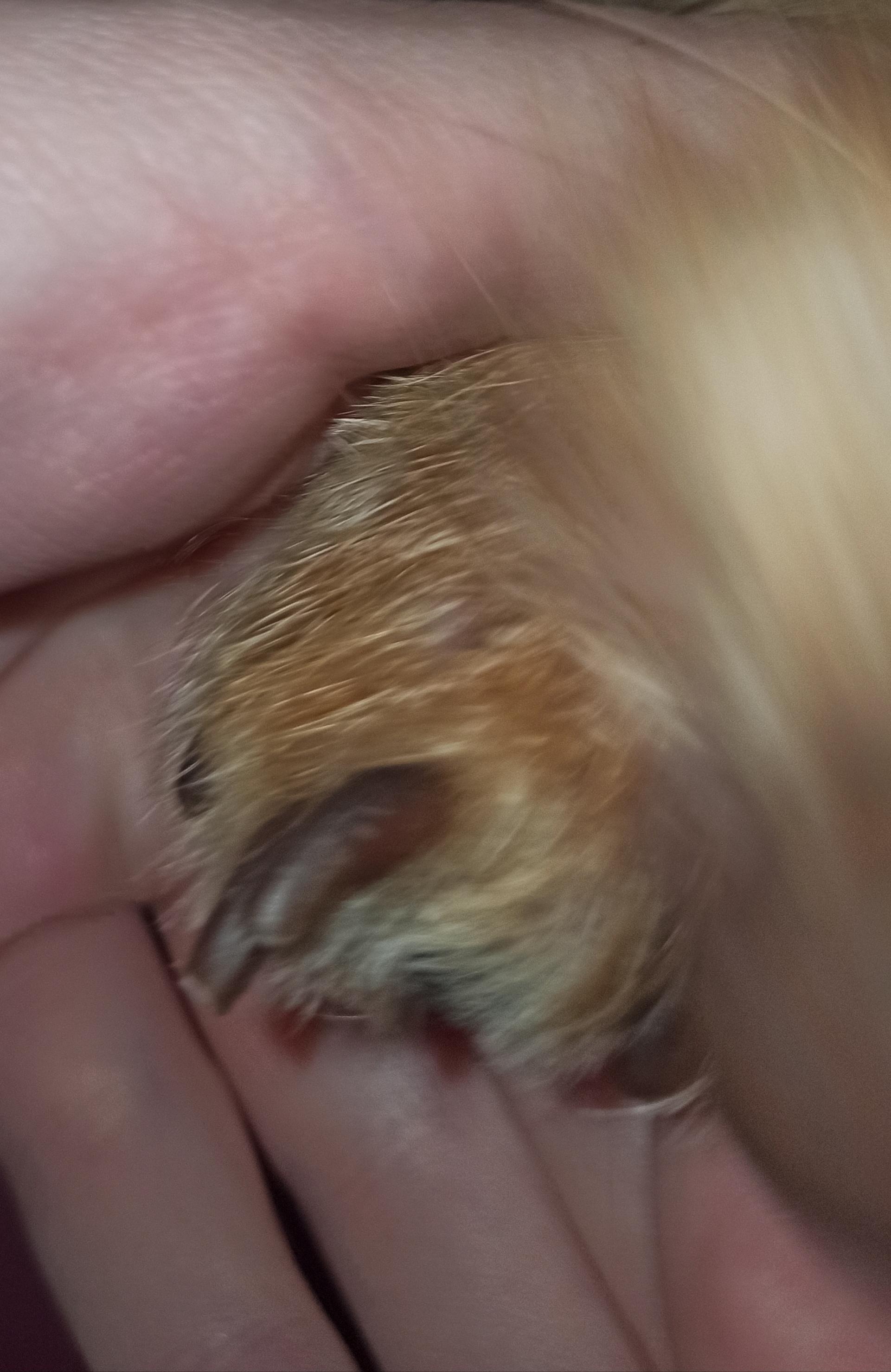 My dog has a crooked nail can i trust my vet (more in the comment) vet