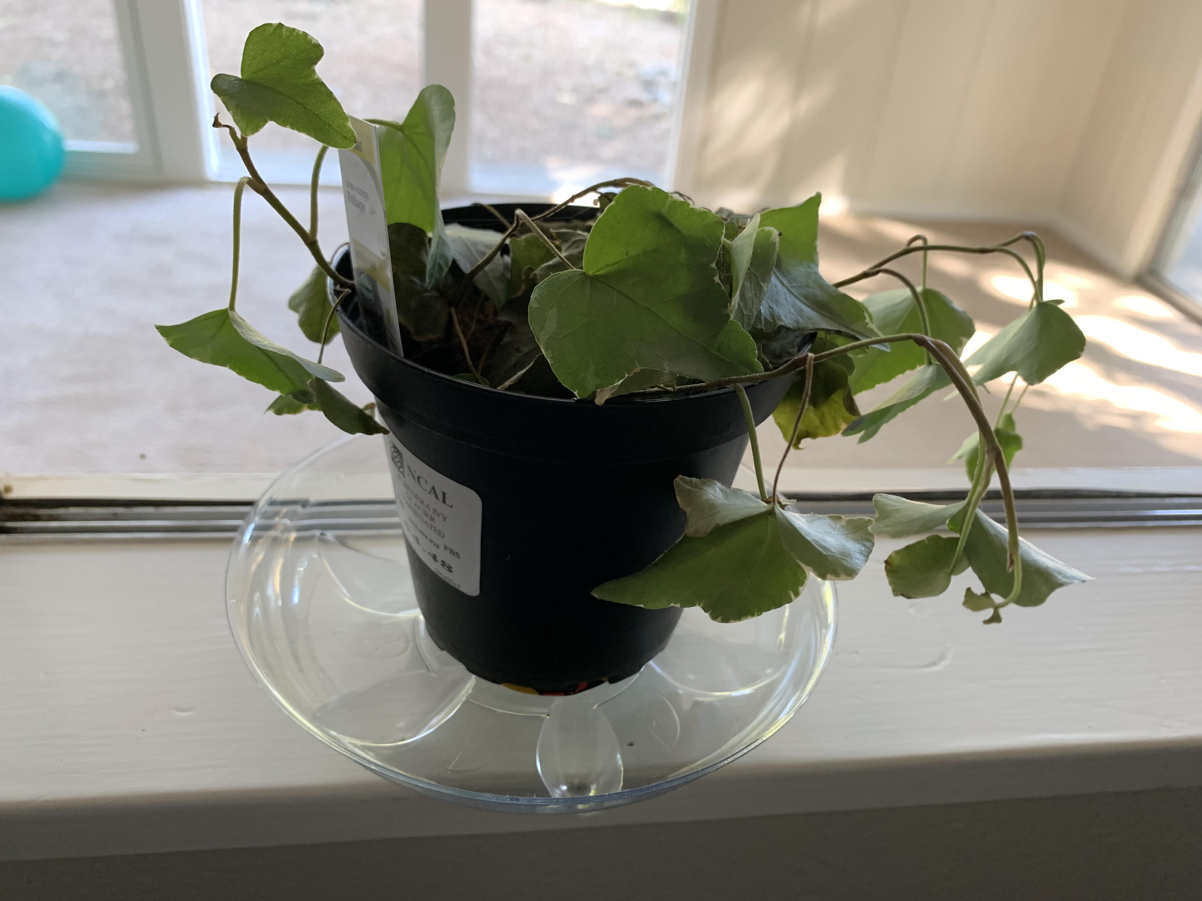 Help! My ivy is dying and I can’t figure out what’s wrong. Can it be