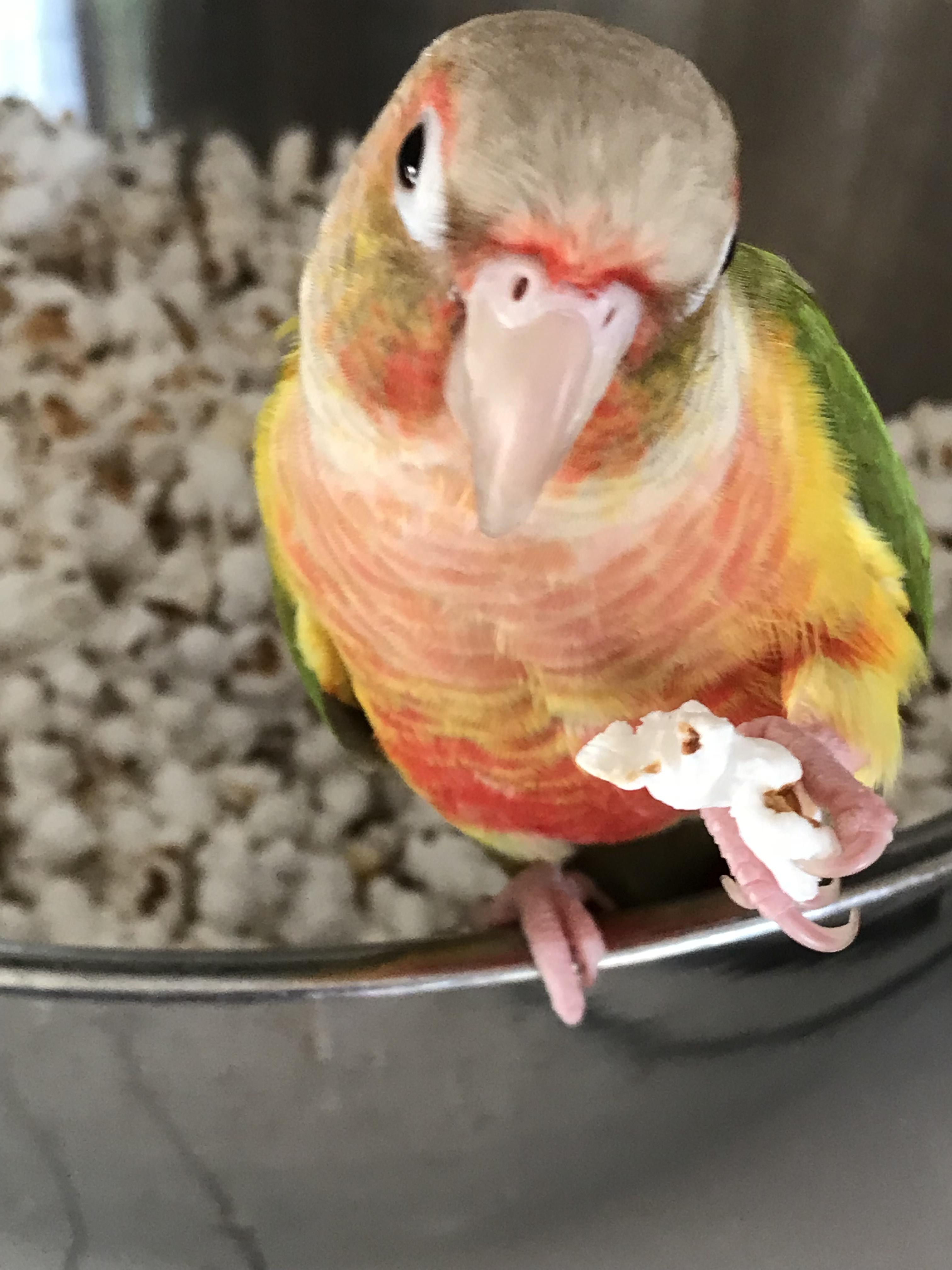 What, the popcorn wasn’t for me?! r/parrots