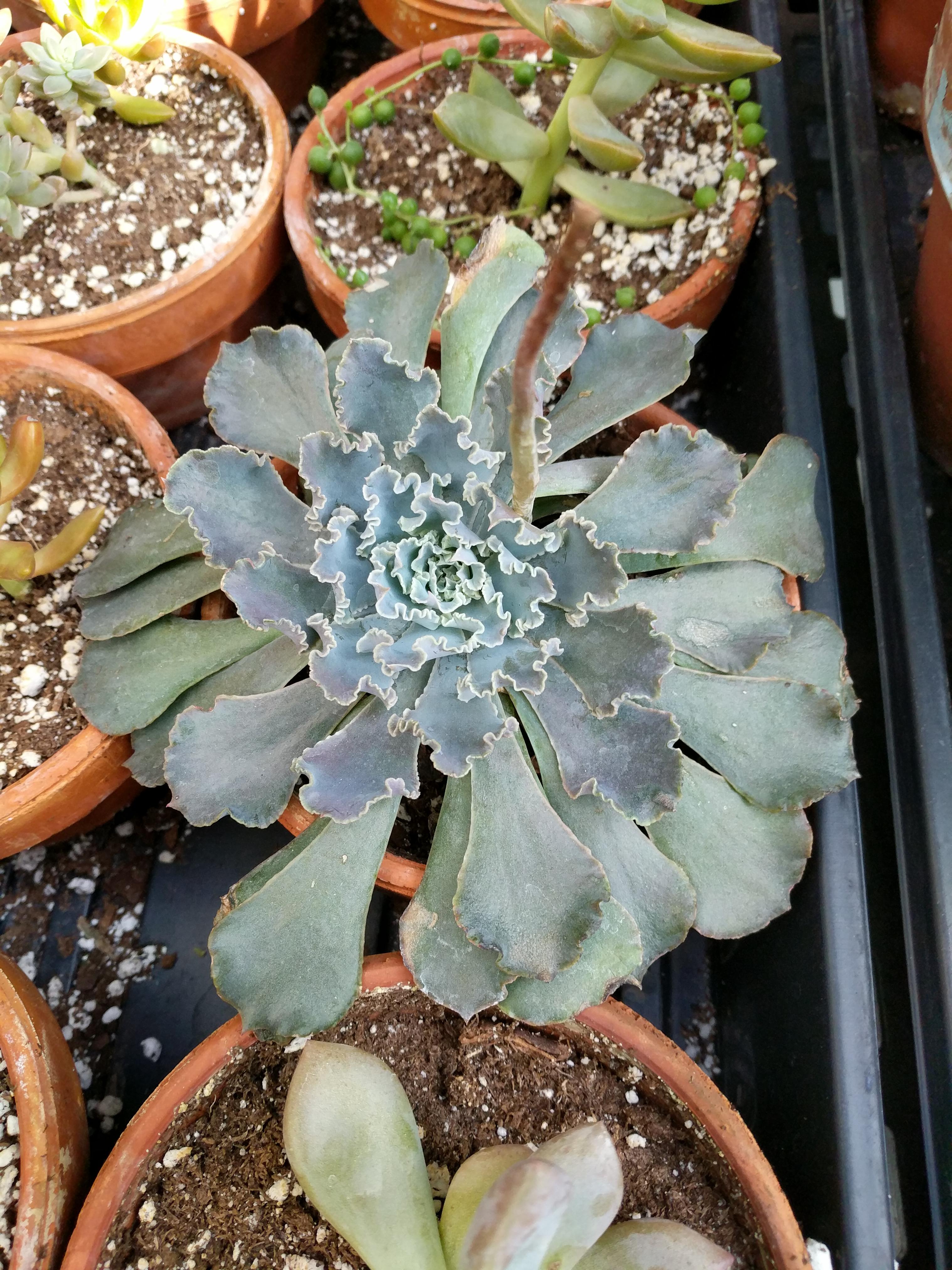 What is this succulent? It looks like if kale was a succulent, some