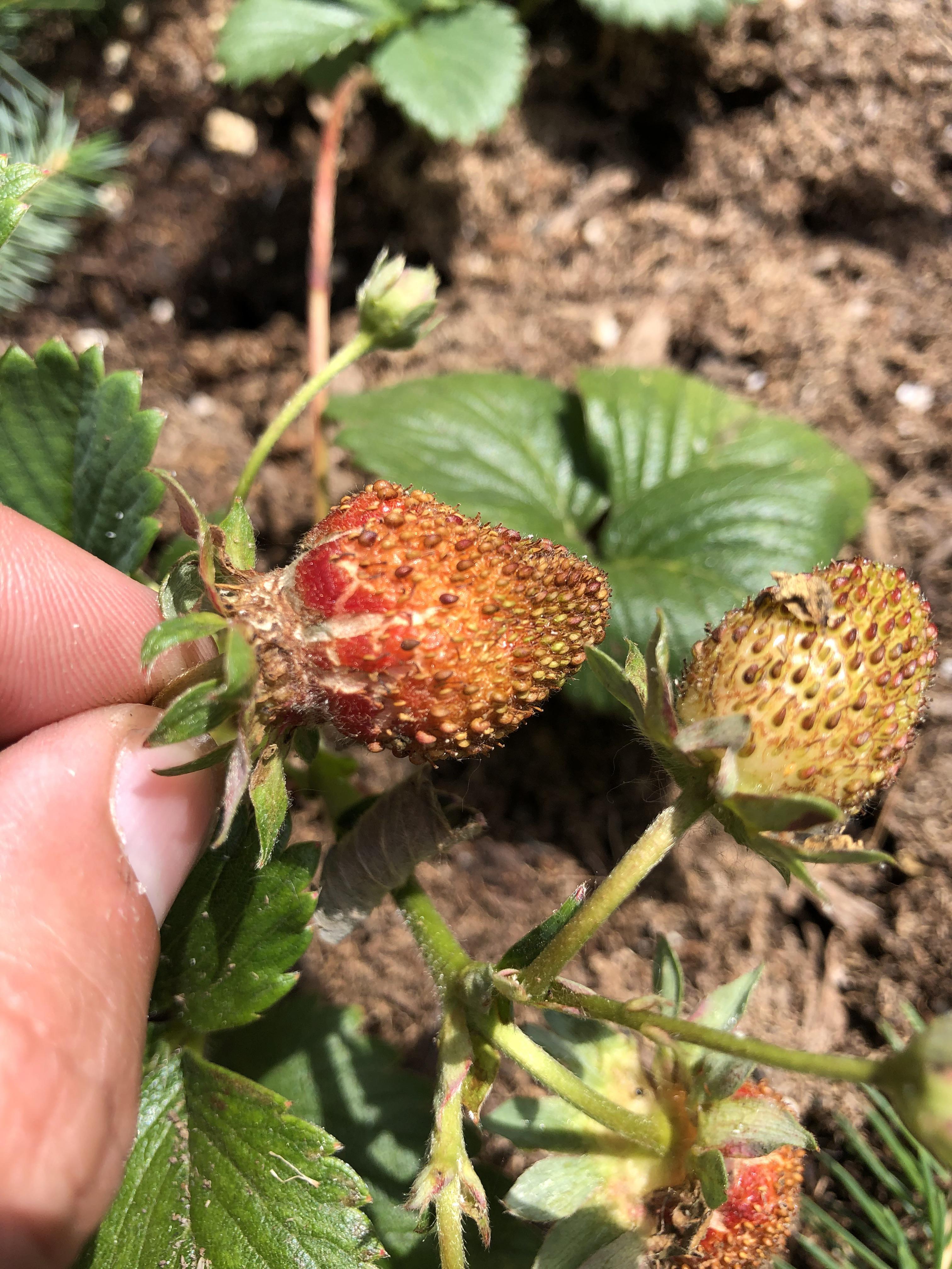 Make sure your strawberries have adequate water supply! I went away for