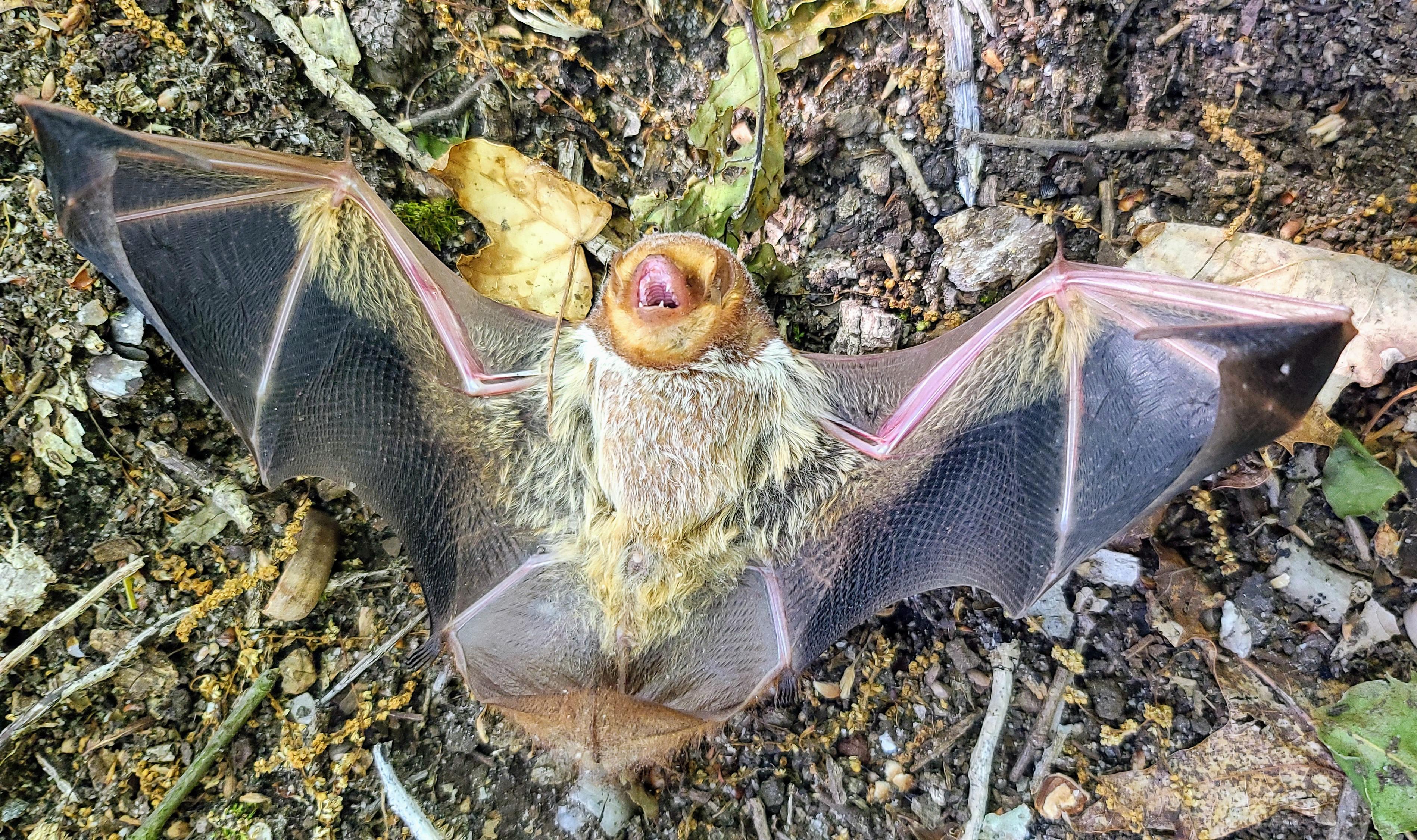We found this bat in our yard. Named it Rona. Tastes delicious pics