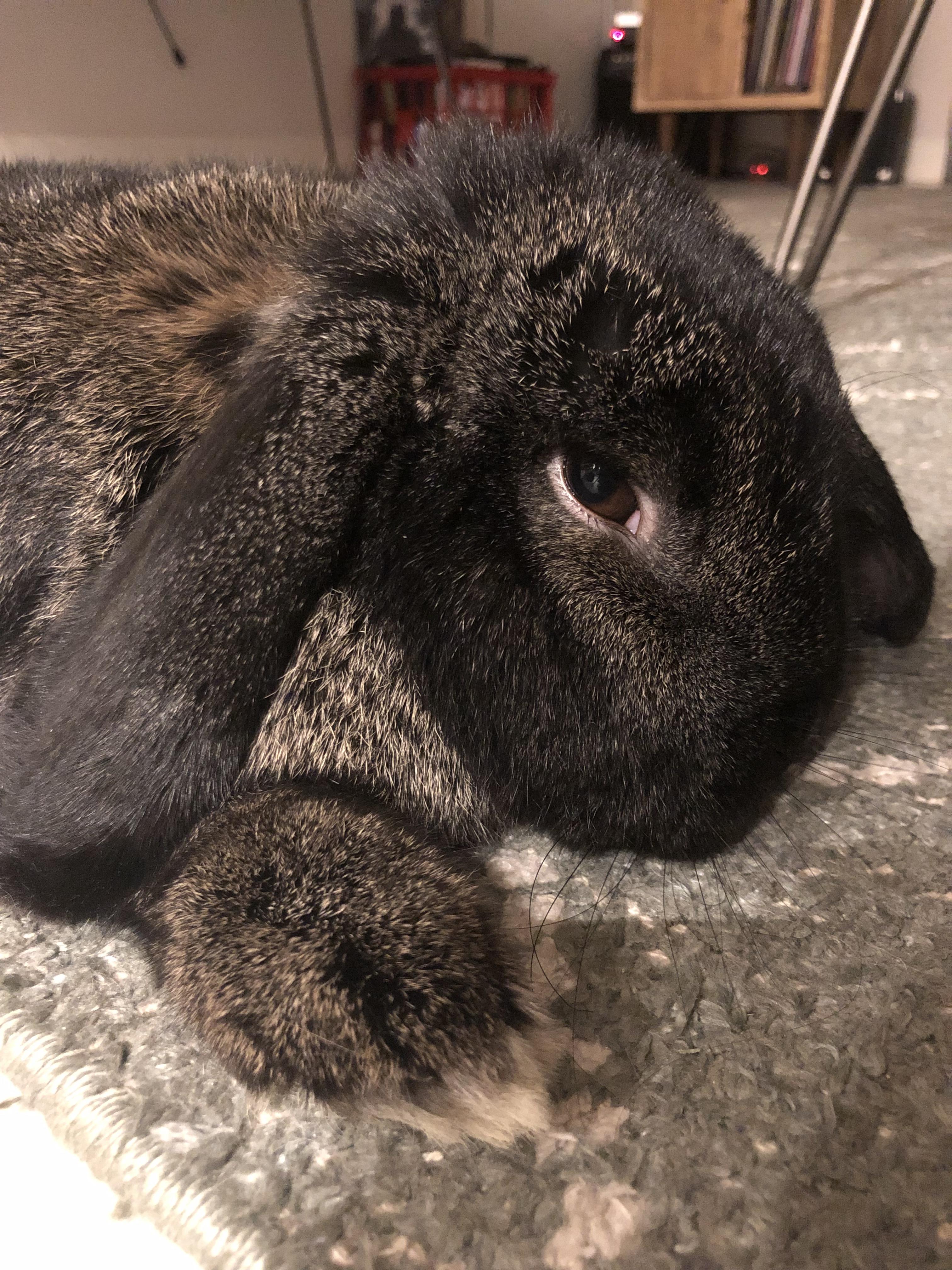When I give my bunny lots of love and attention, I call the look he