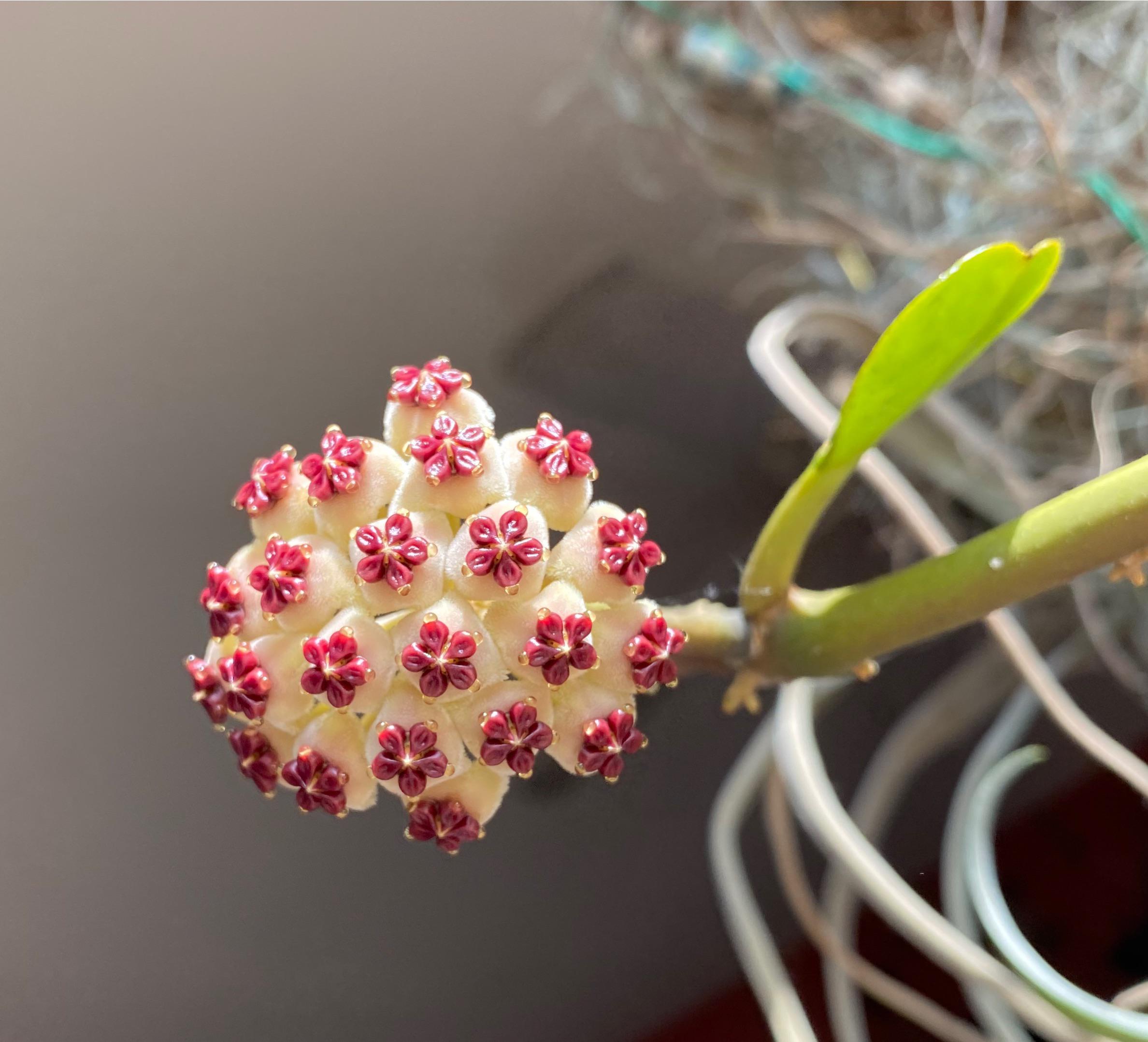 27 Best Pink and White Flowers to Grow Balcony Garden Web