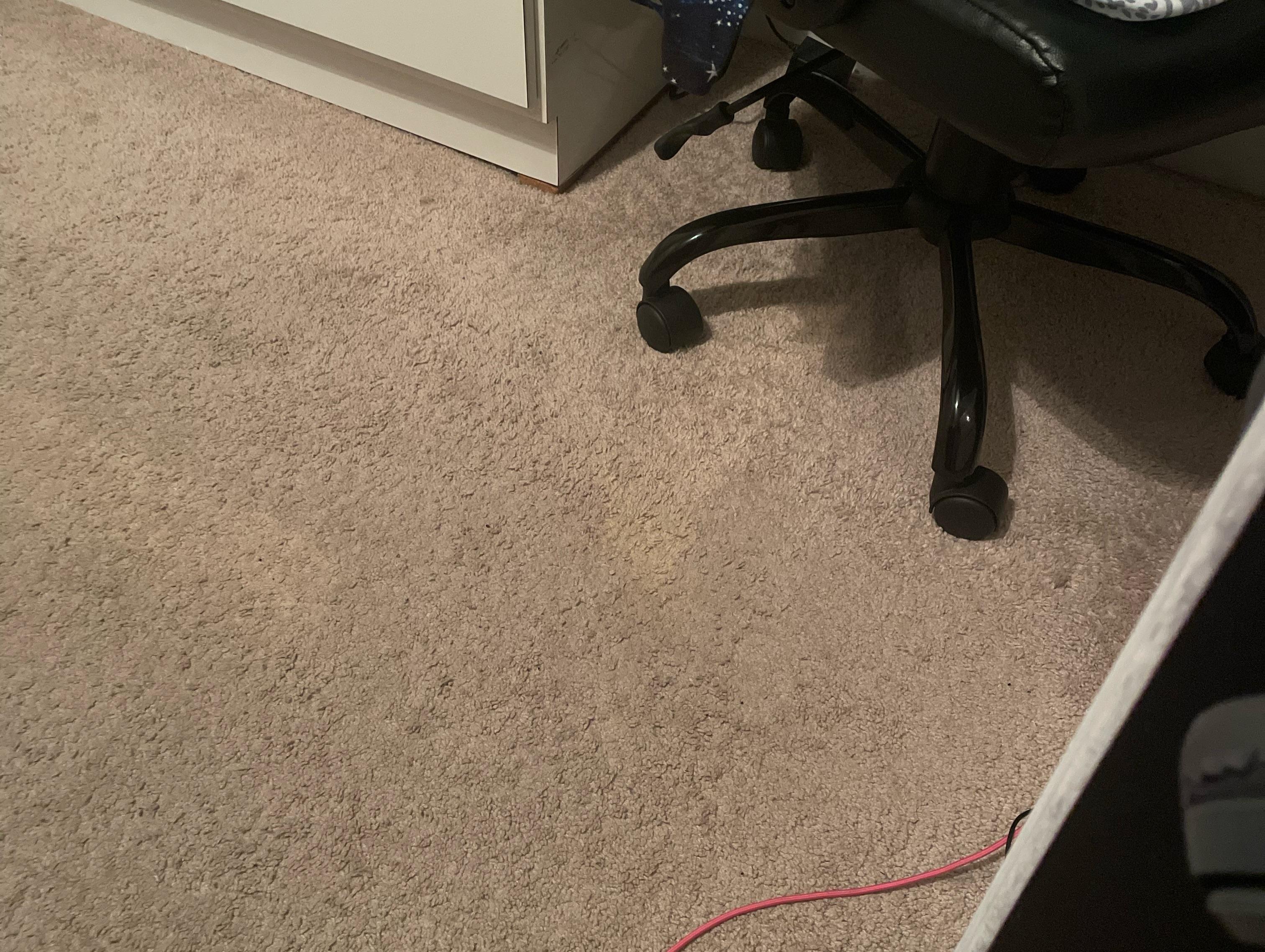 This section of my rug that my dog peed on today. Cleaned it up, but