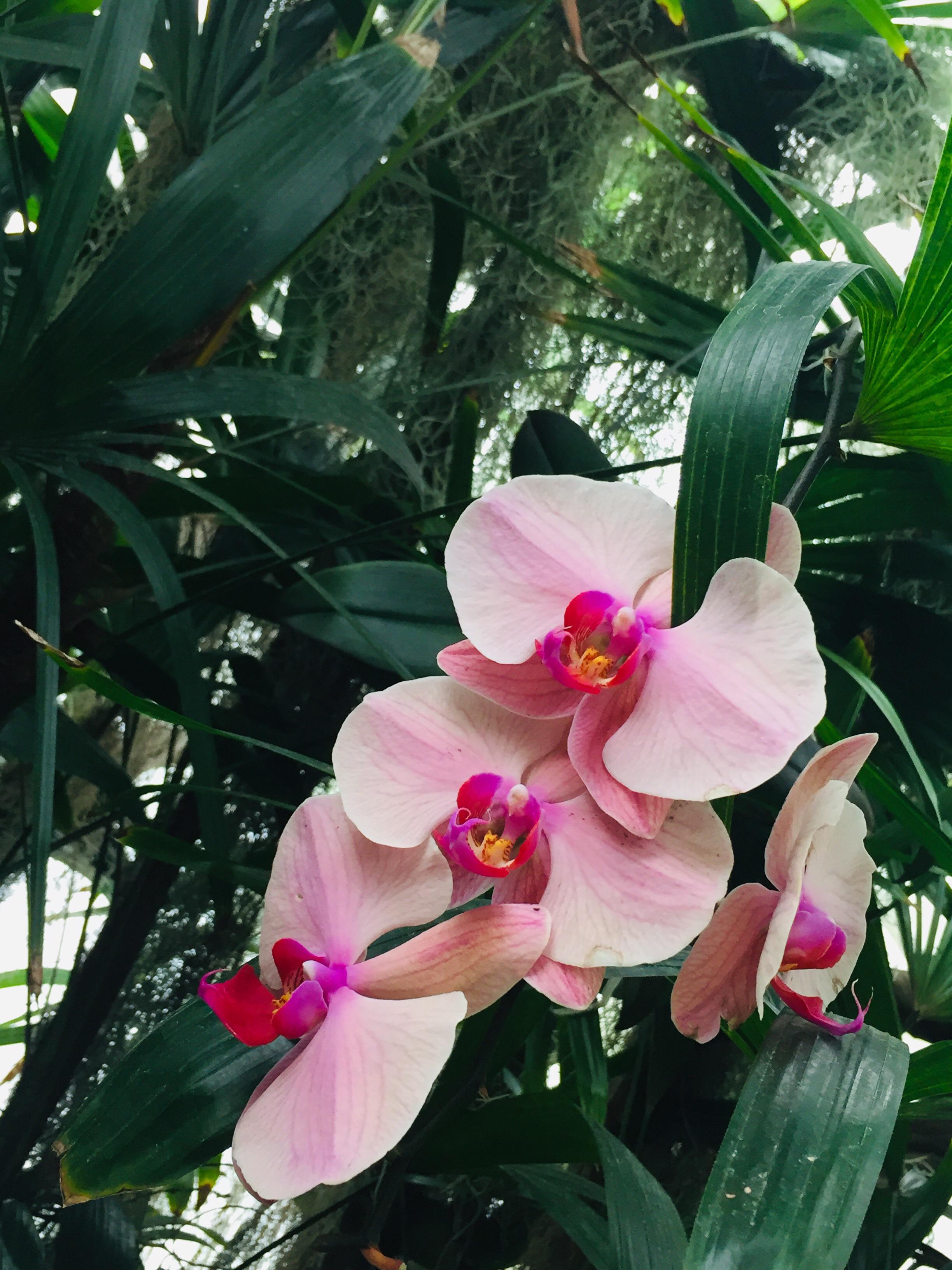 Stunning orchids r/plants