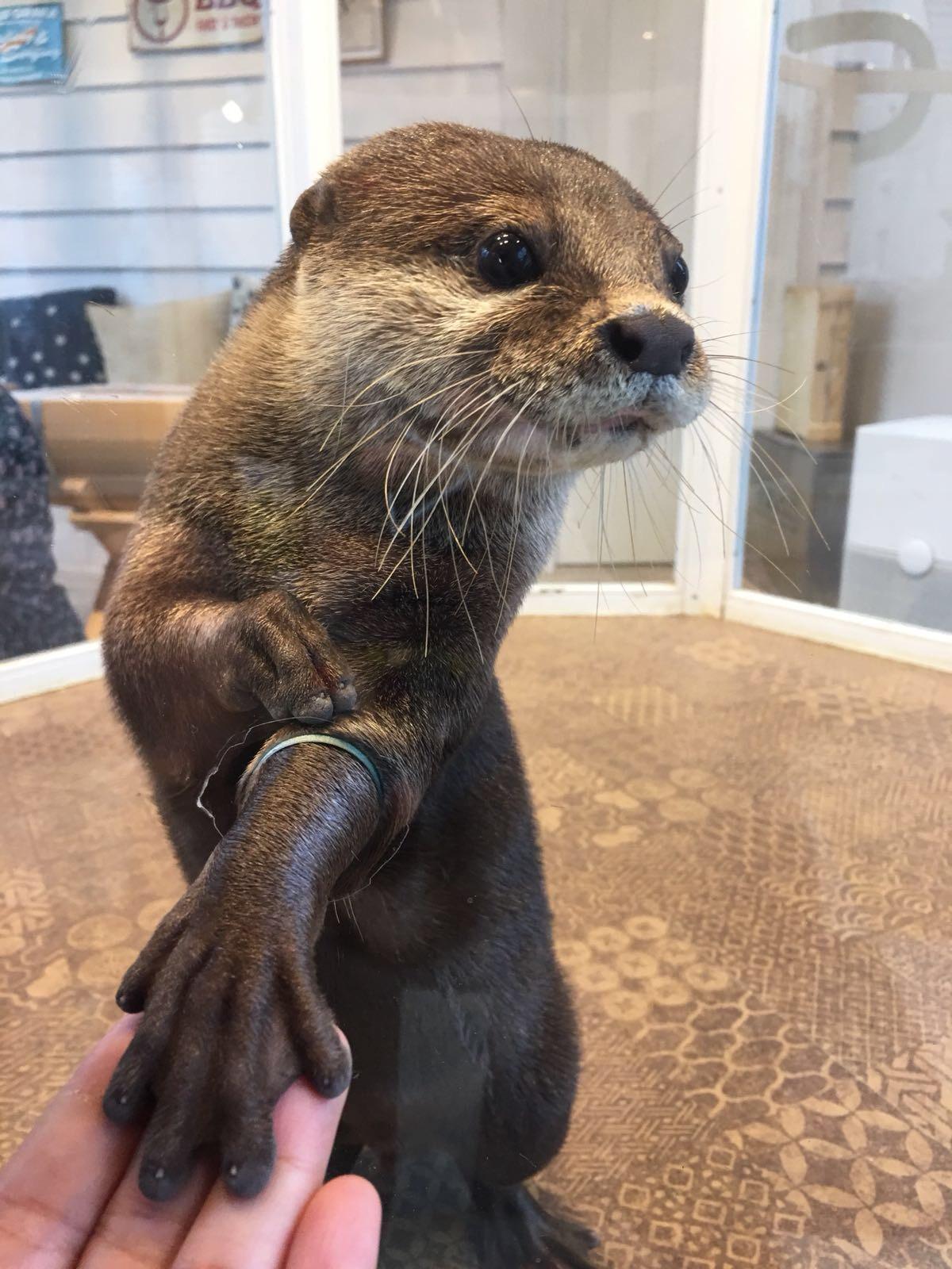 Handson experience with an otter r/aww