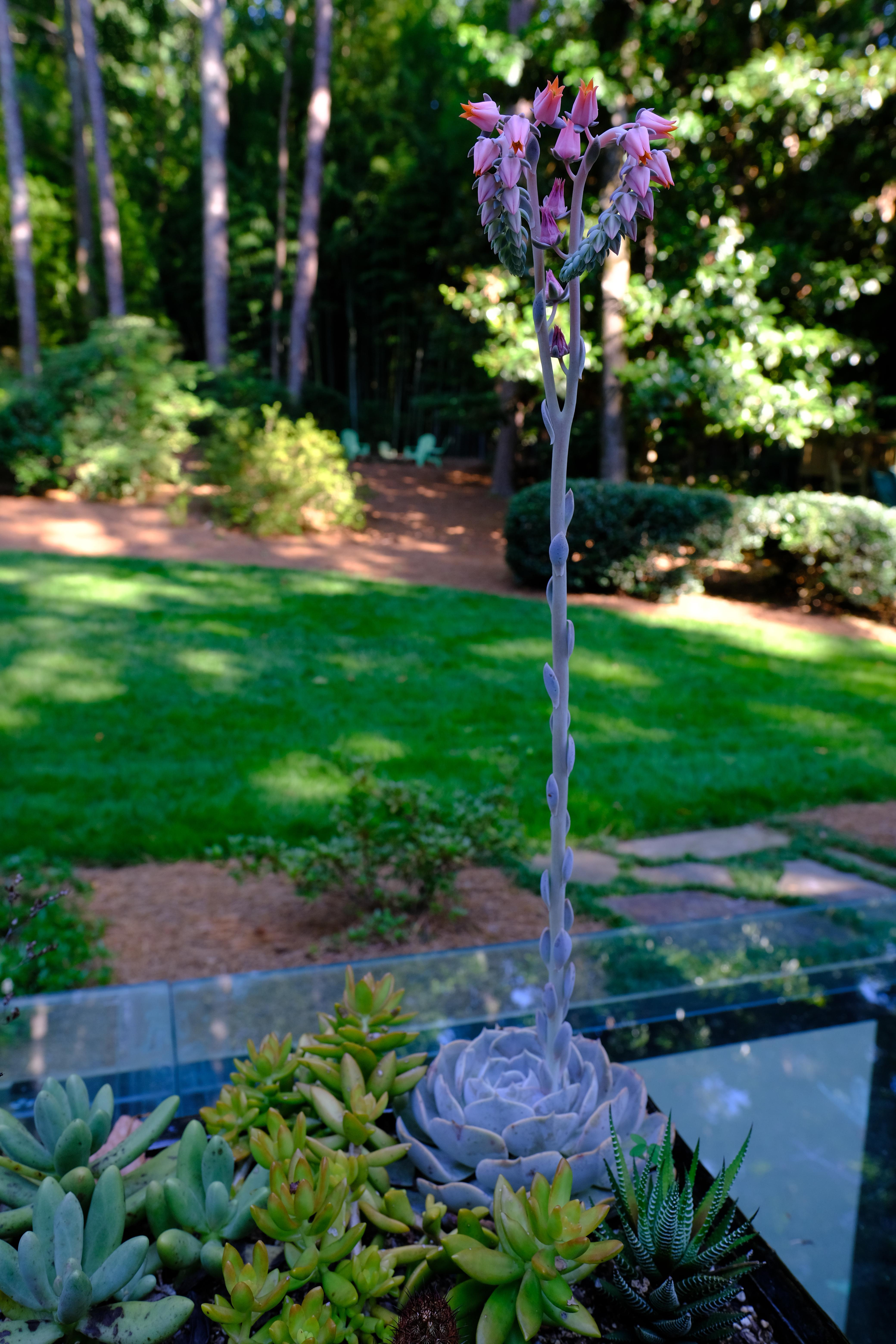 The flower stalk on this succulent on my patio is huge! r/gardening