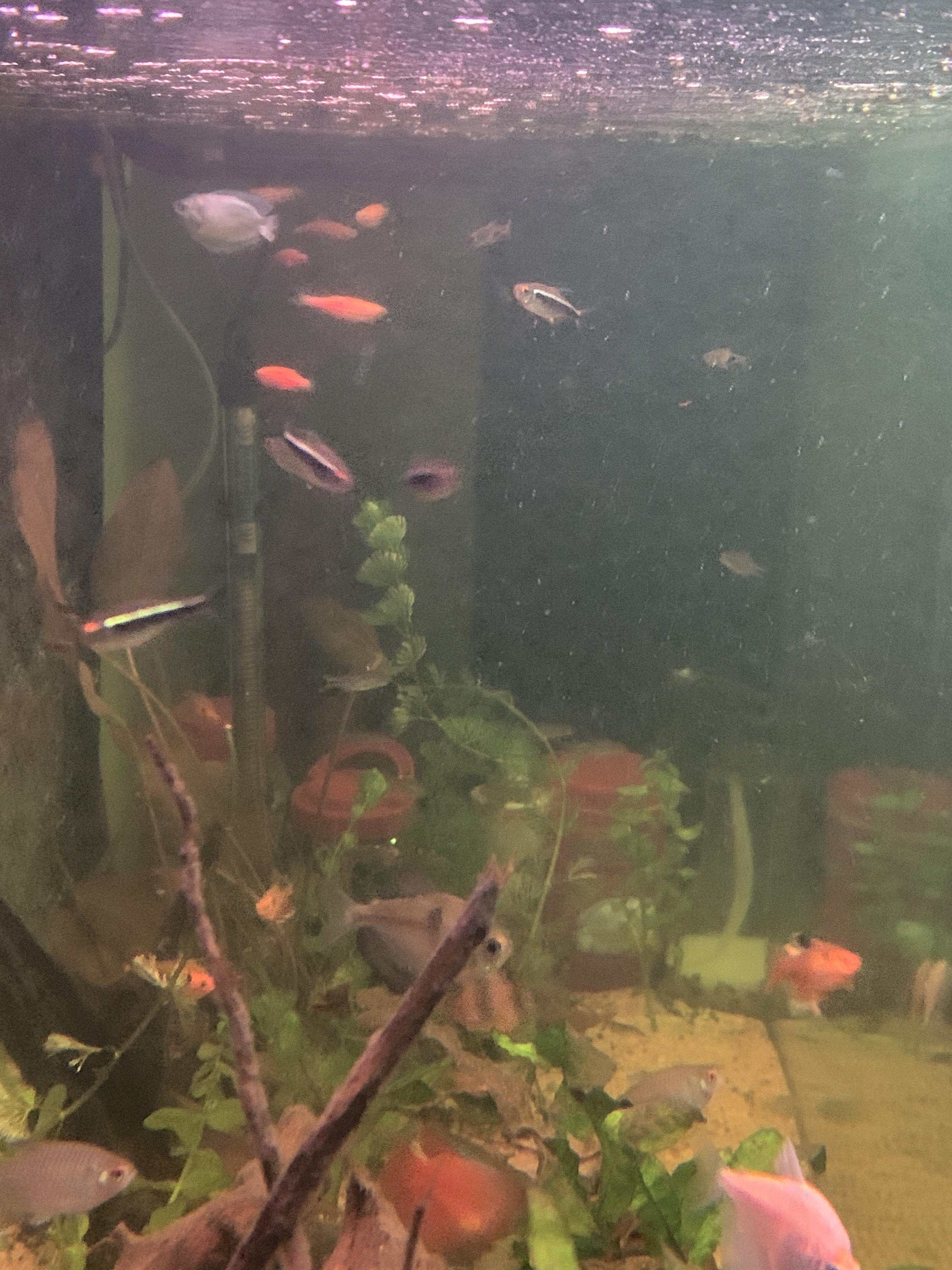 Why does my tank water seem green? r/PlantedTank