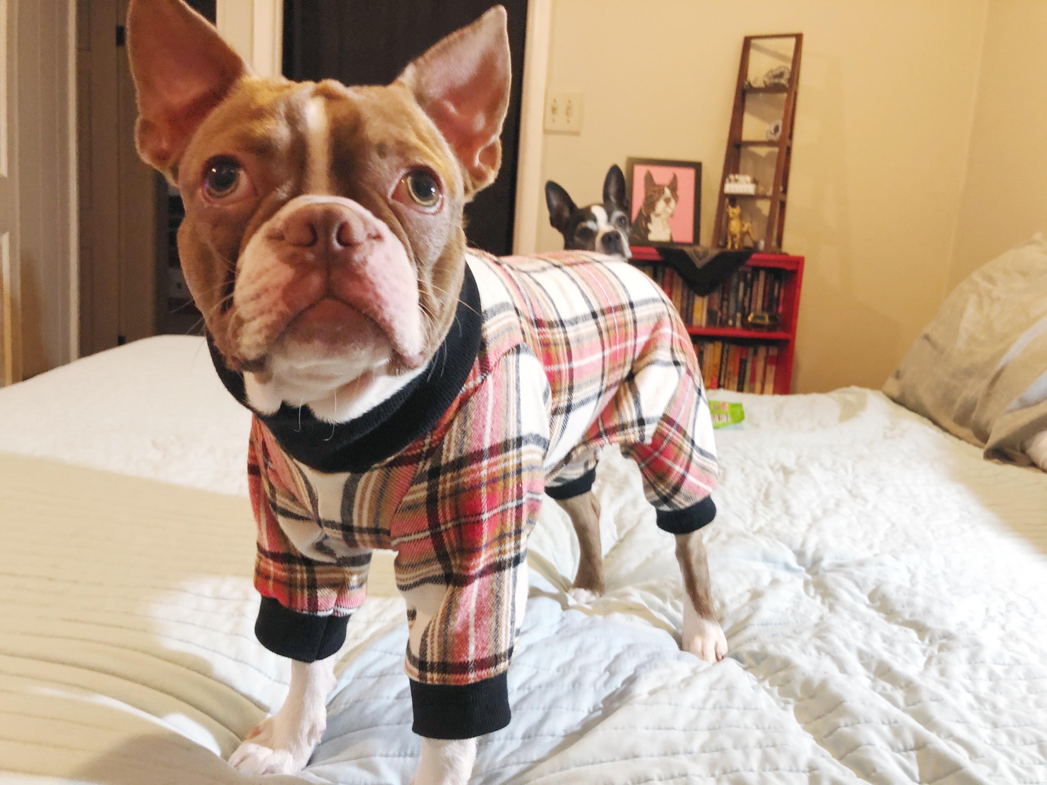 Look at my dang dog his amazing handmade flannel pajamas! r/lookatmydog