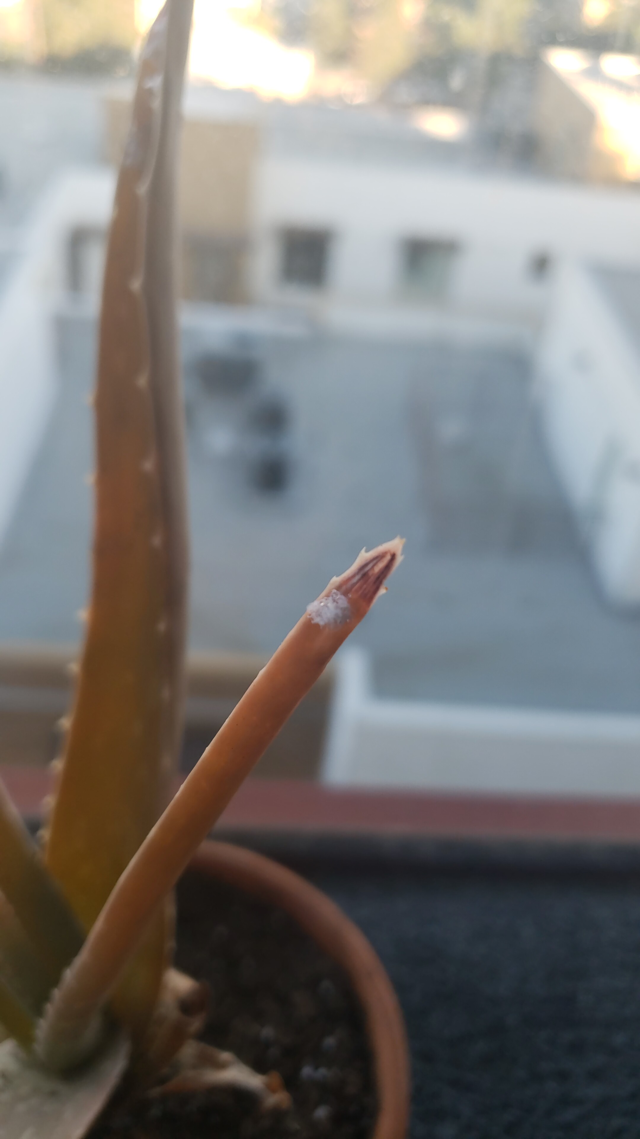Aloe Plant growing weird white fuzzy mold(?) does anyone know what these white fuzzies could