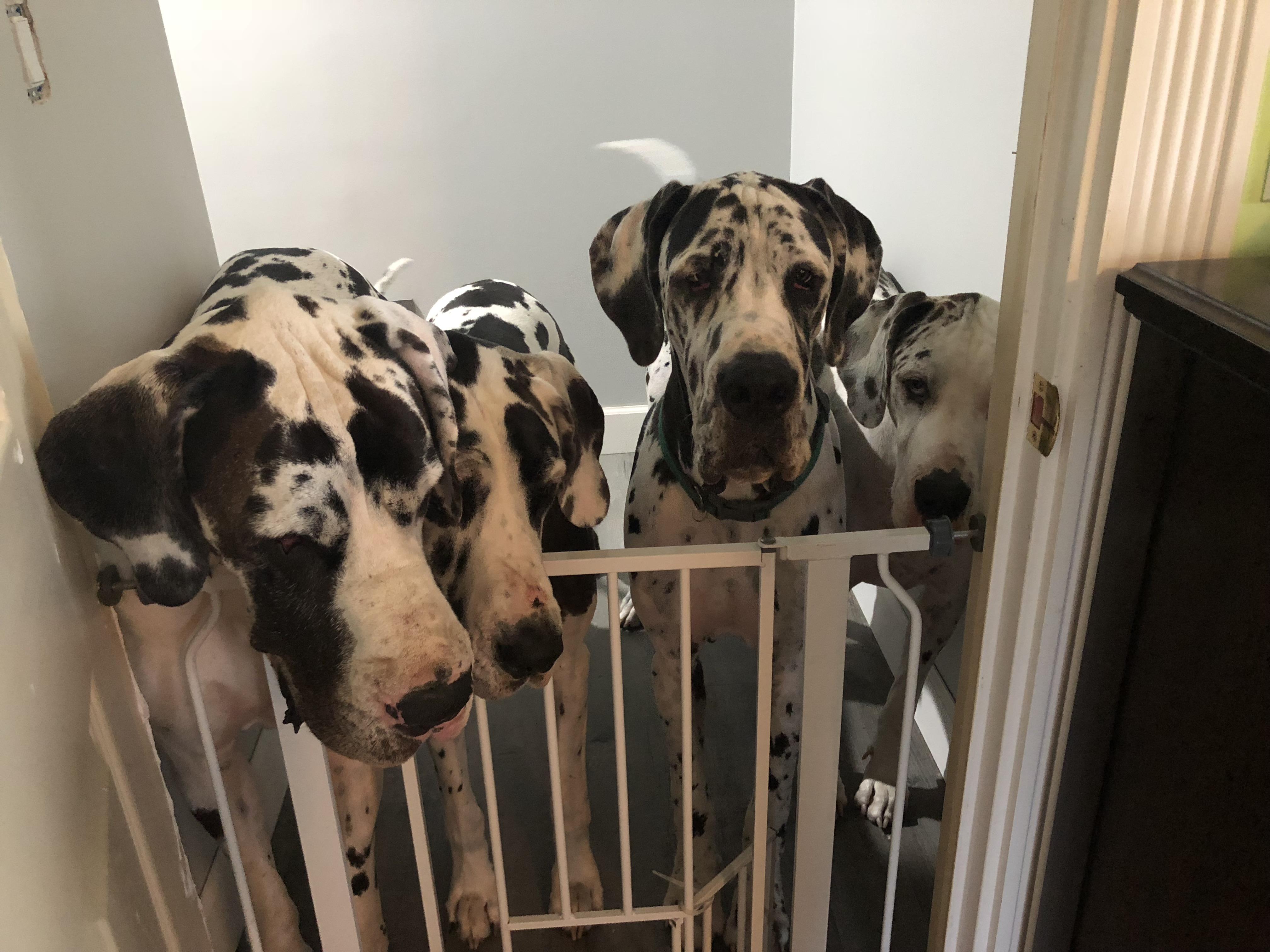 20 Baby Gate vs 650 lbs of Great Dane r/greatdanes