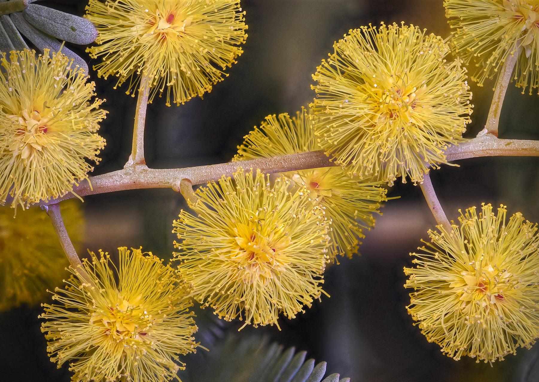 522 best Wattles images on Pholder Wattles, Pics Of Unusual Birds and