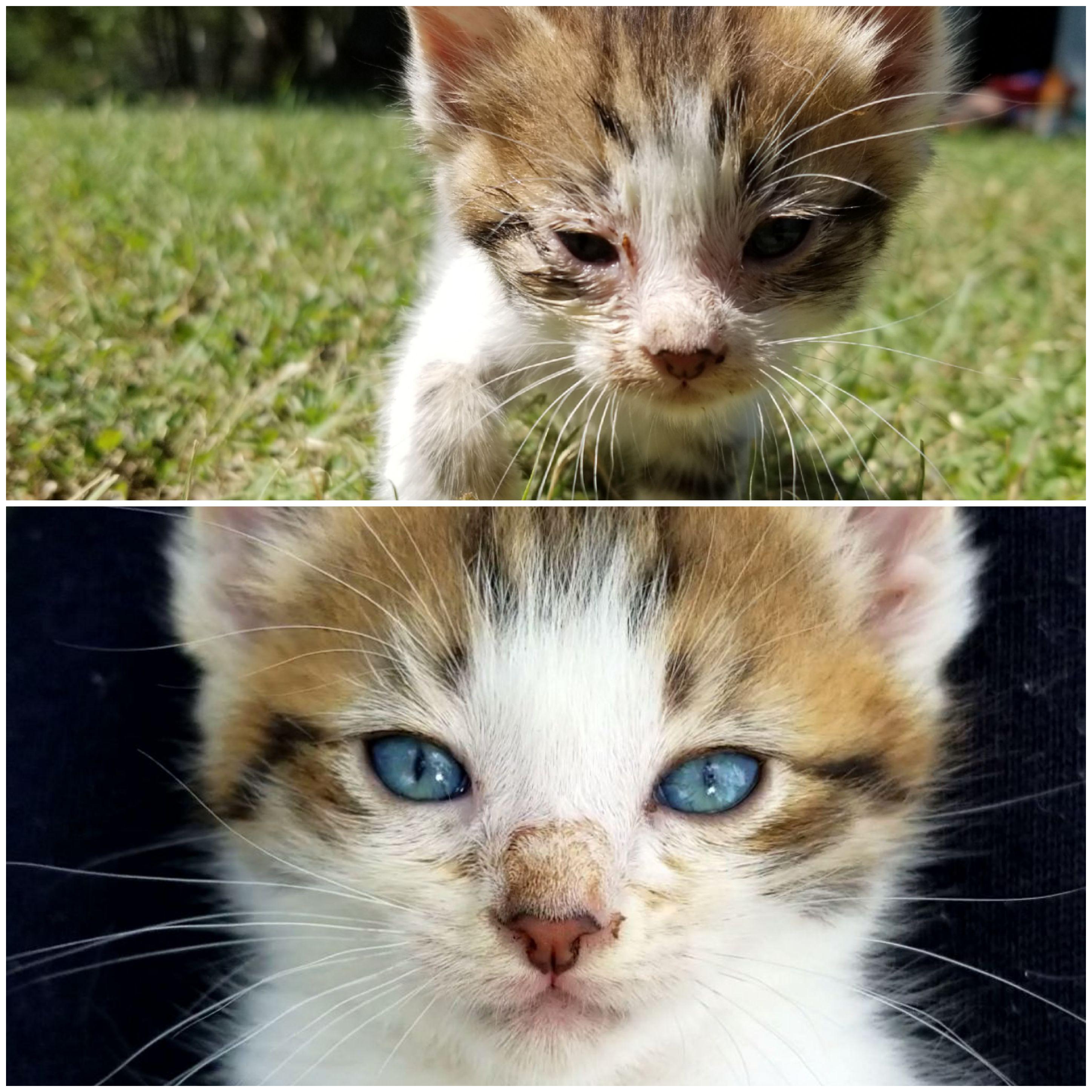 Adopted a stray abandoned kitten, 5 day difference in his eyes r/cats