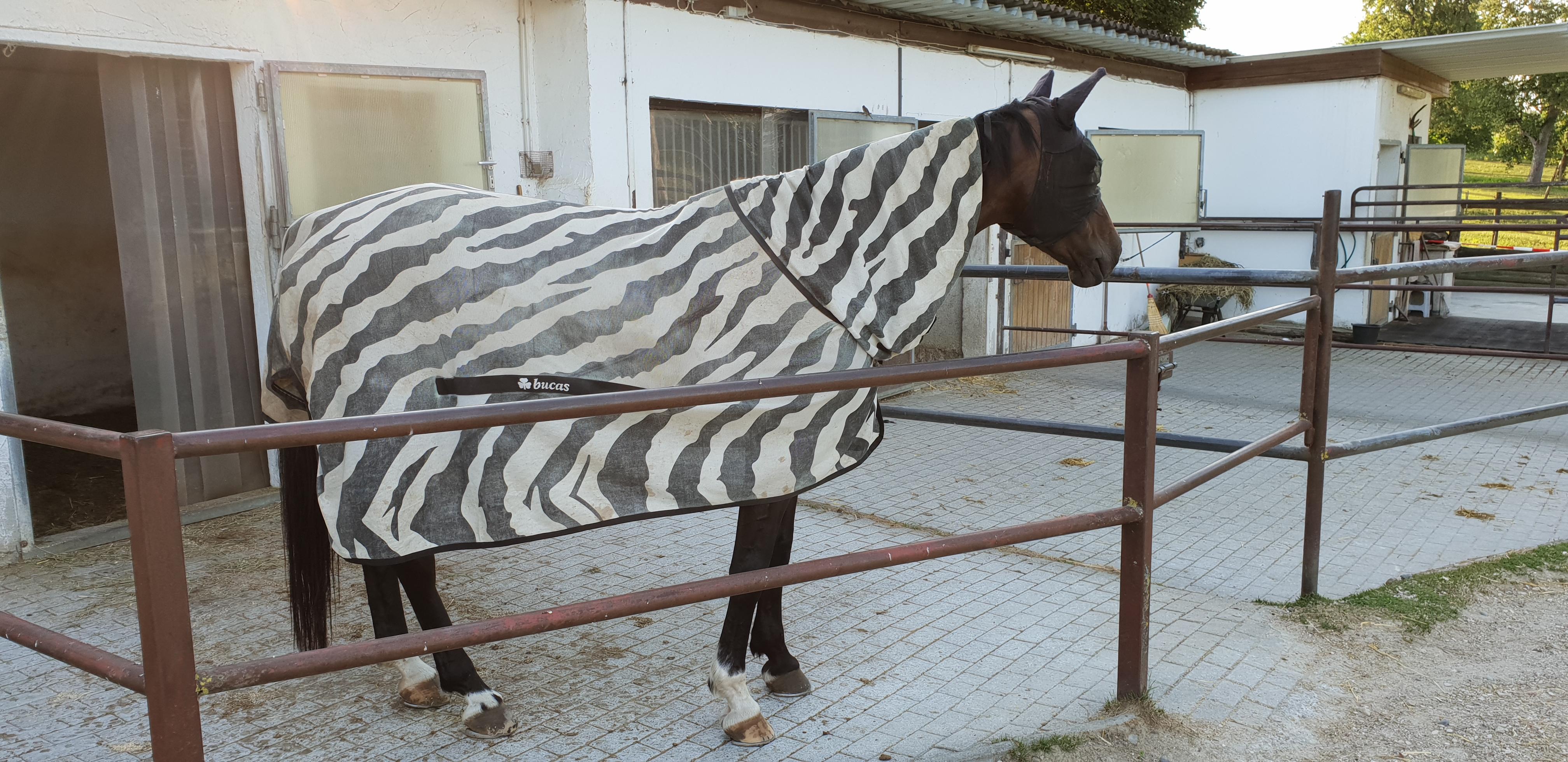 This horse is wearing a zebra costume. r/mildlyinteresting