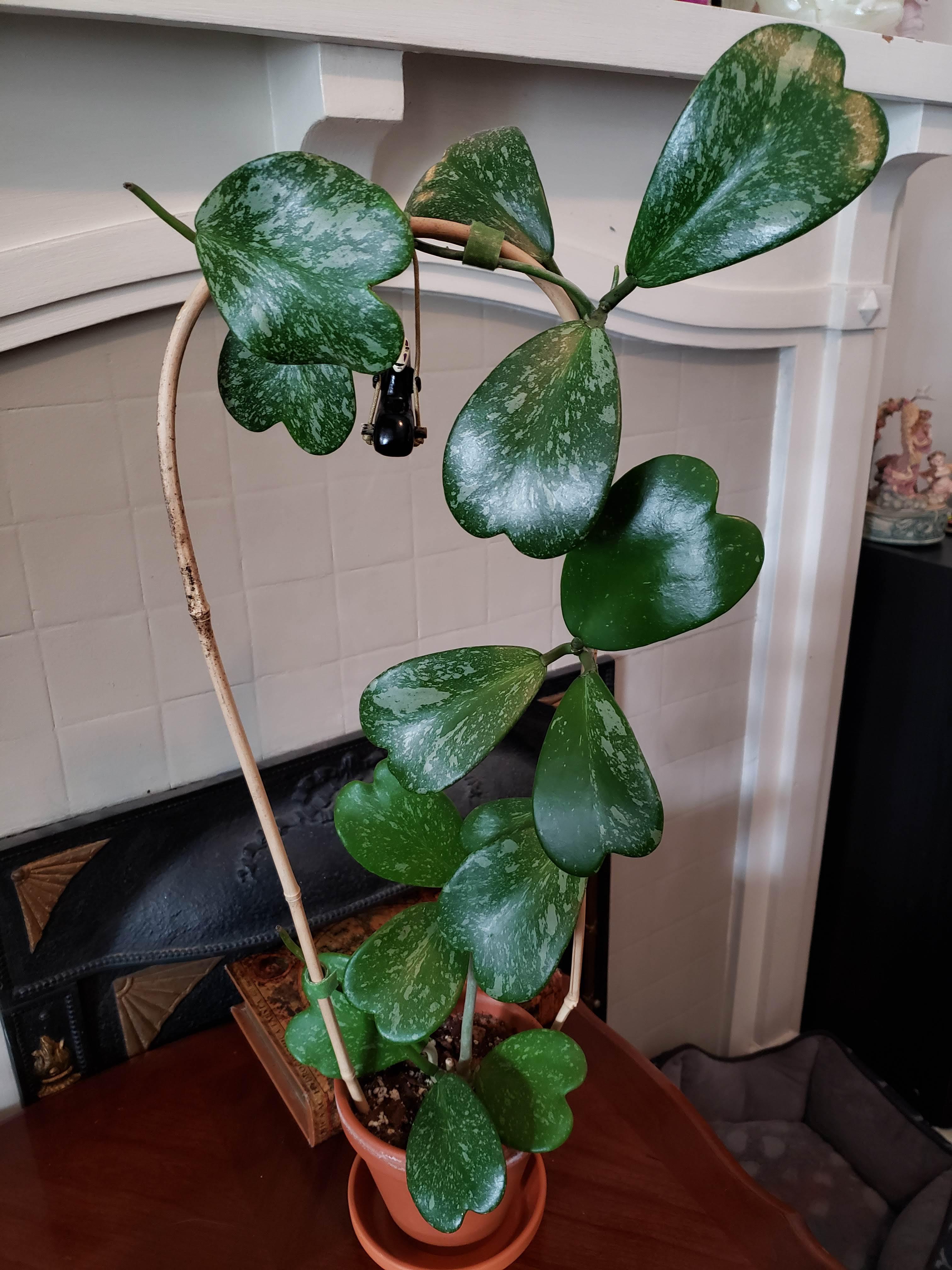 My hoya kerrii splash r/hoyas