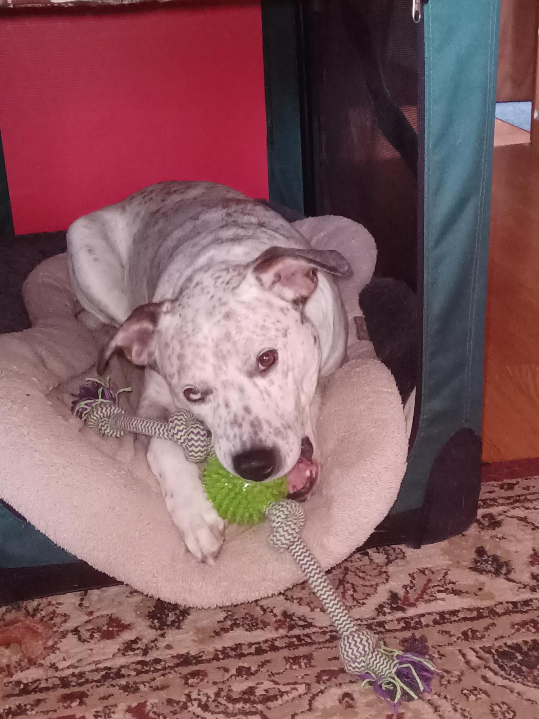 Buddy loves his crate r/Catahoula