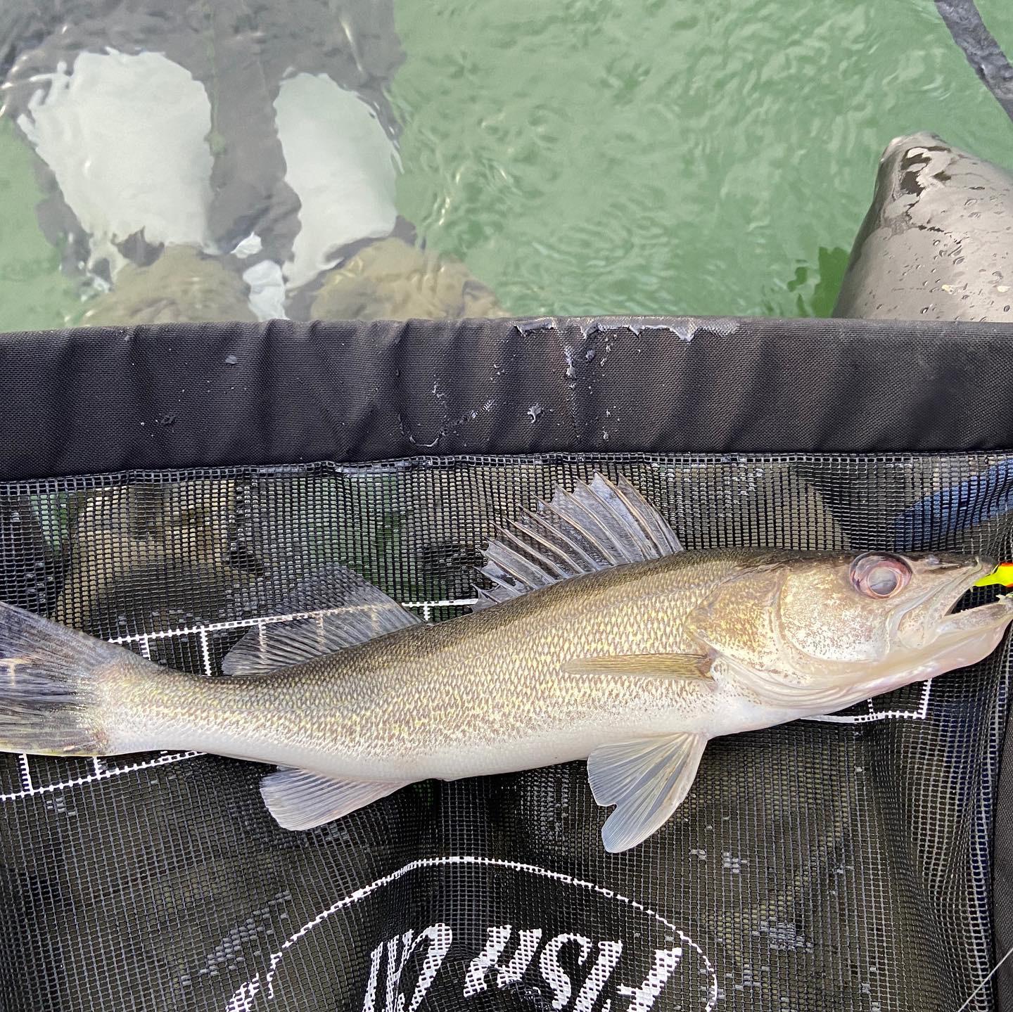 Caught my first walleye today after getting skunked 5 times! Slip