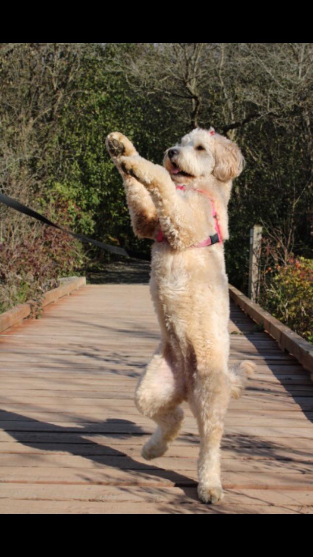 Dancing around the trails r/Goldendoodles