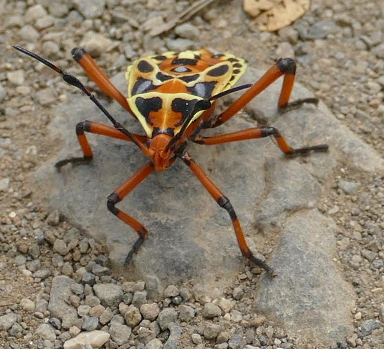 Costa Rica shield bug? whatsthisbug