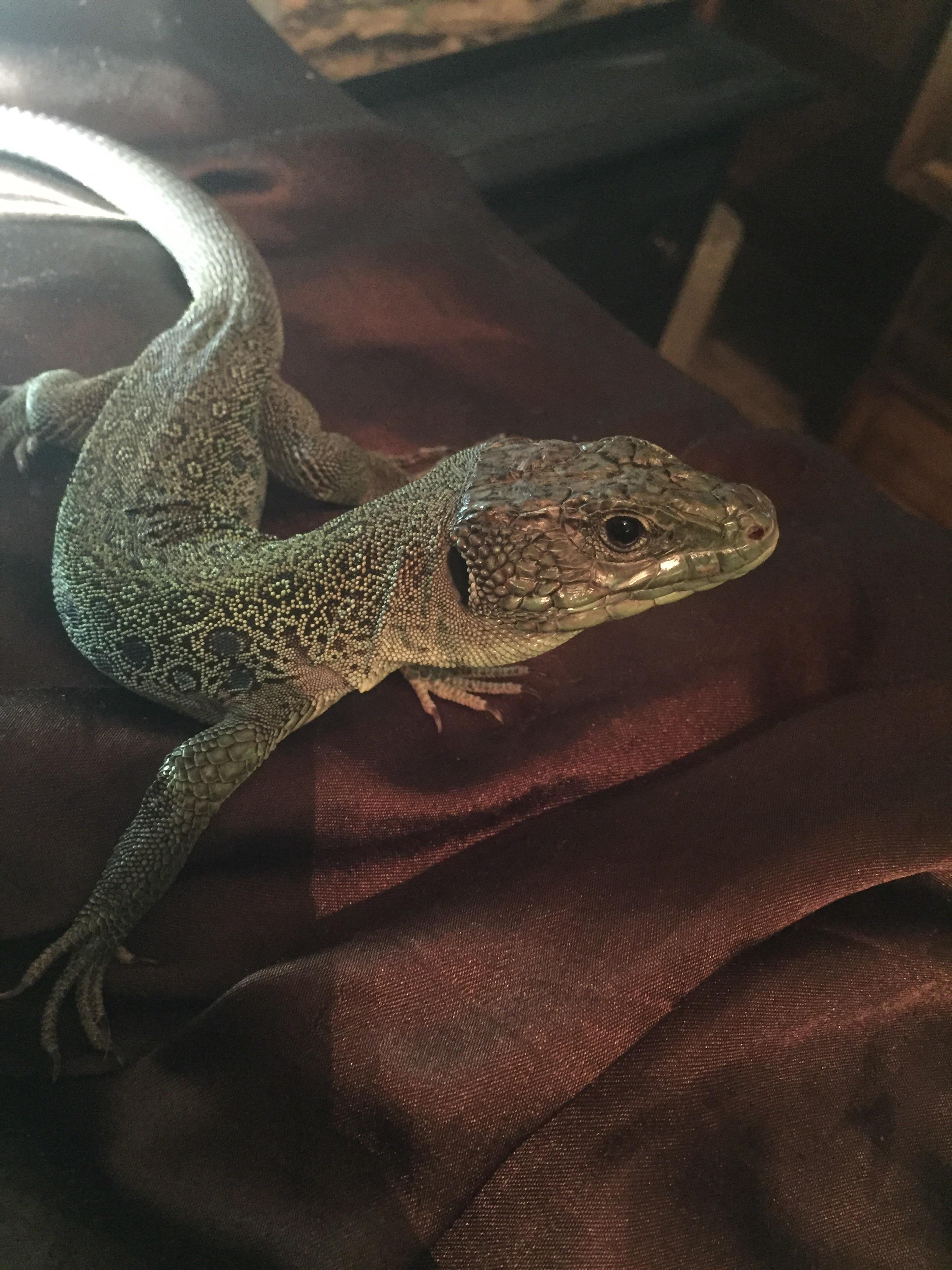 Jeweled Lacerta, Male or Female? reptiles