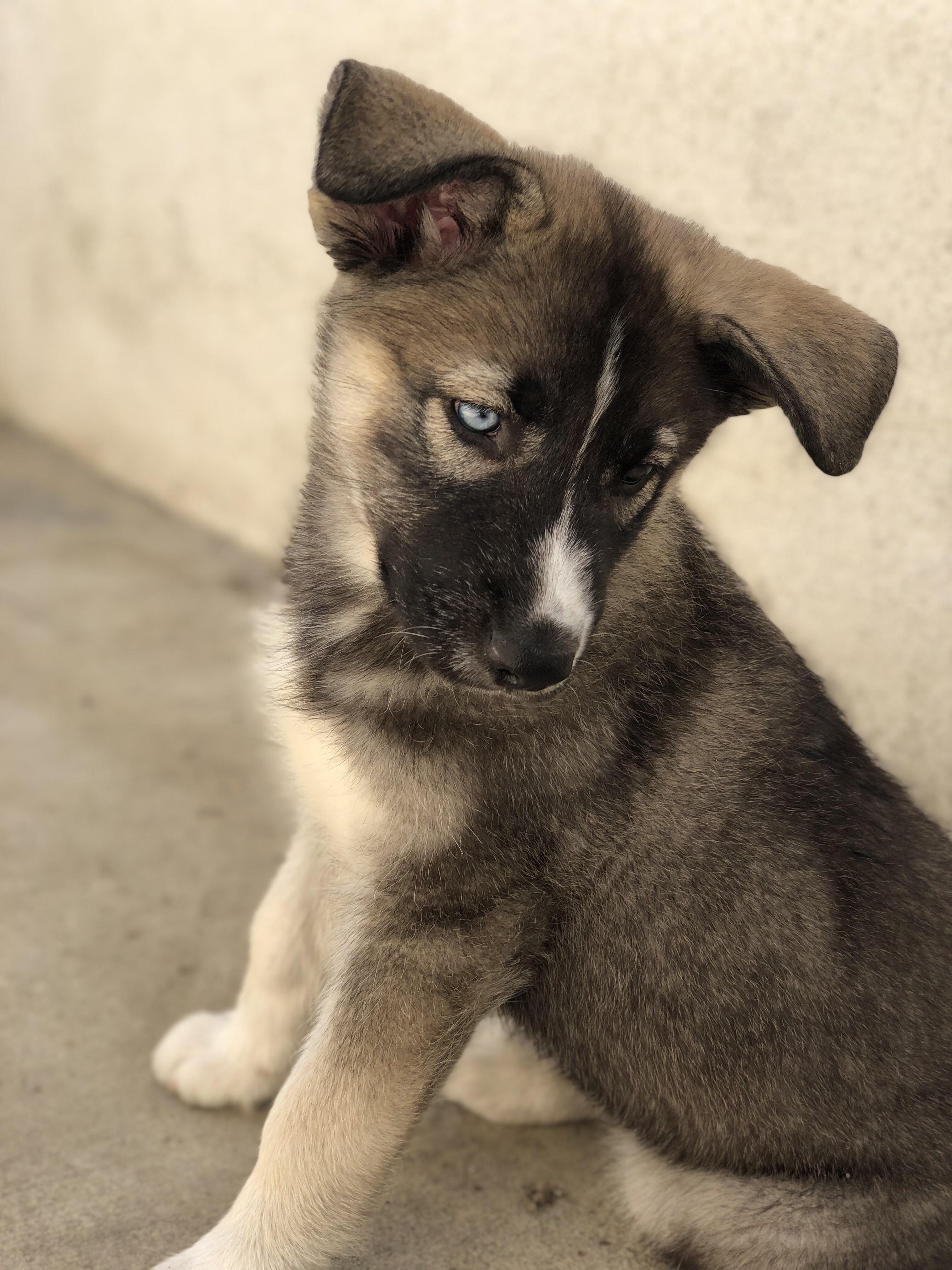 2 best u/vannydal images on Pholder My 4 month old German Shepherd