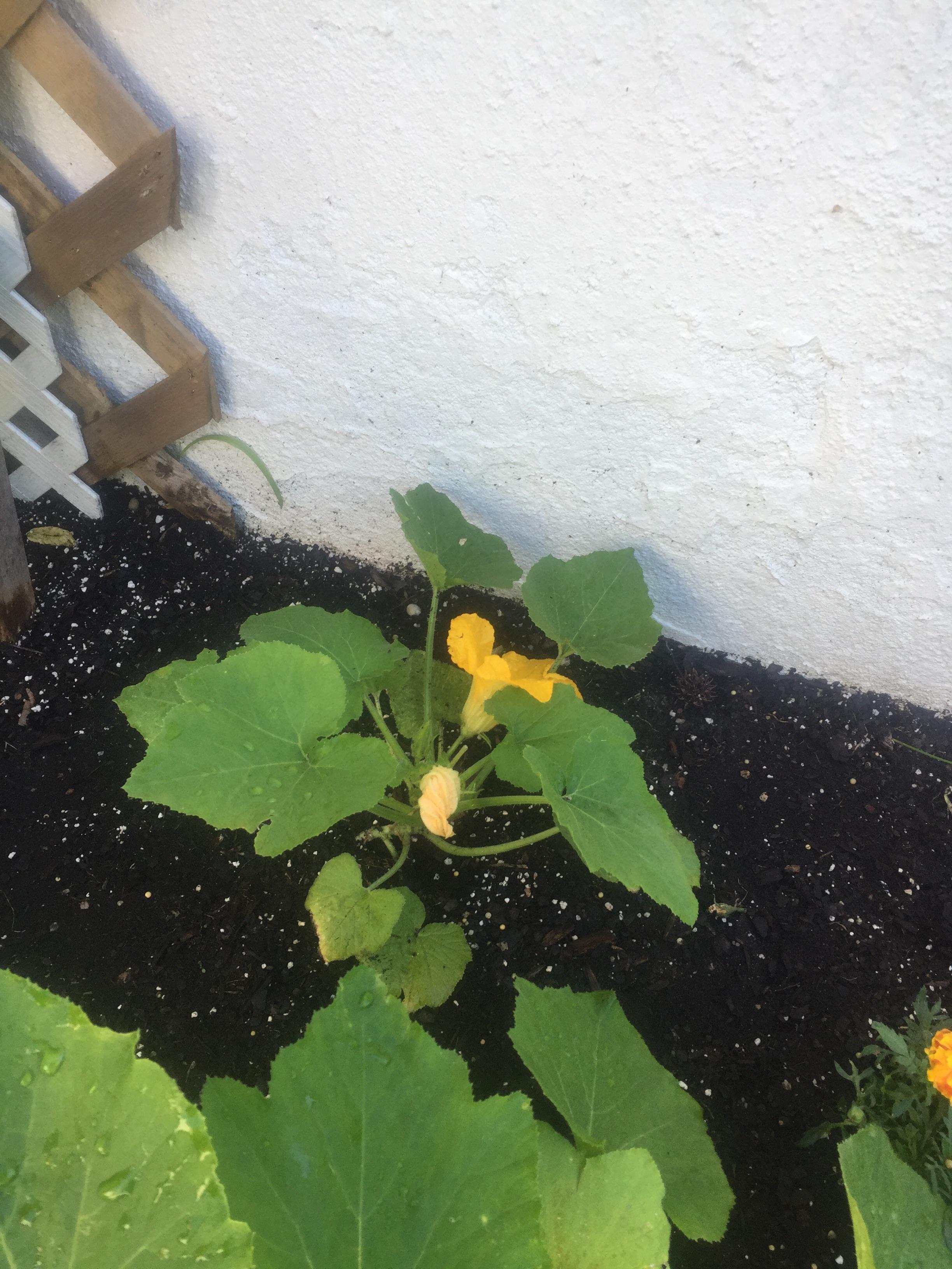 My zucchinis keep getting flowers but no zucchini. I don't think they