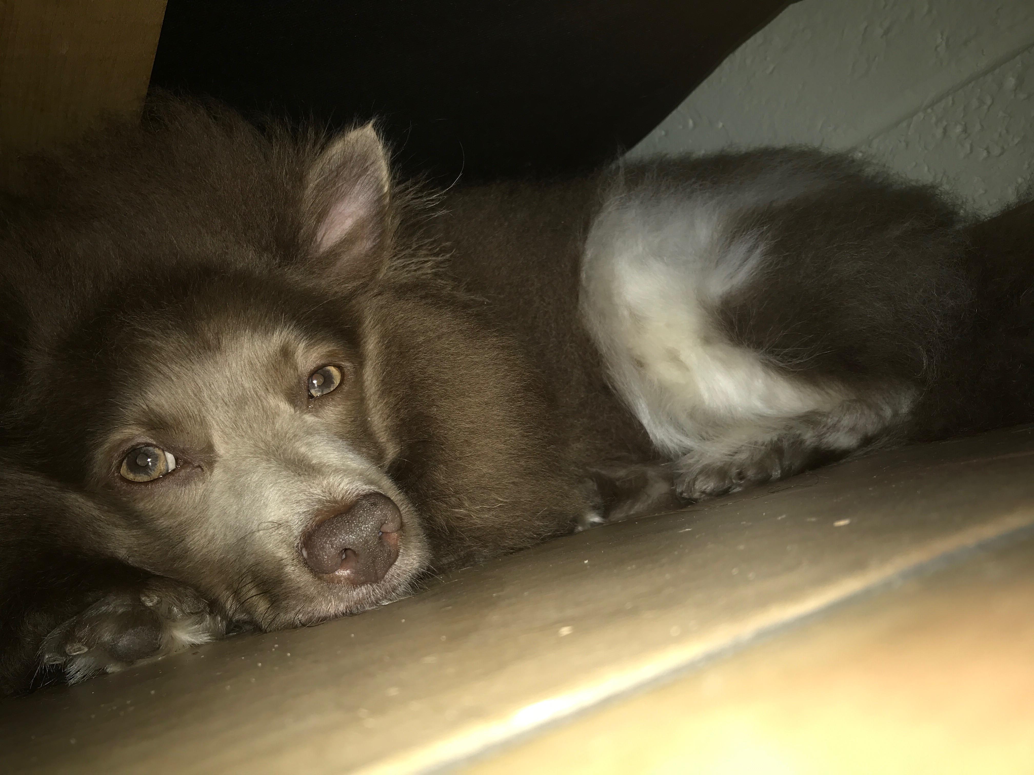 Found a rather large dust bunny under my bed today r/aww