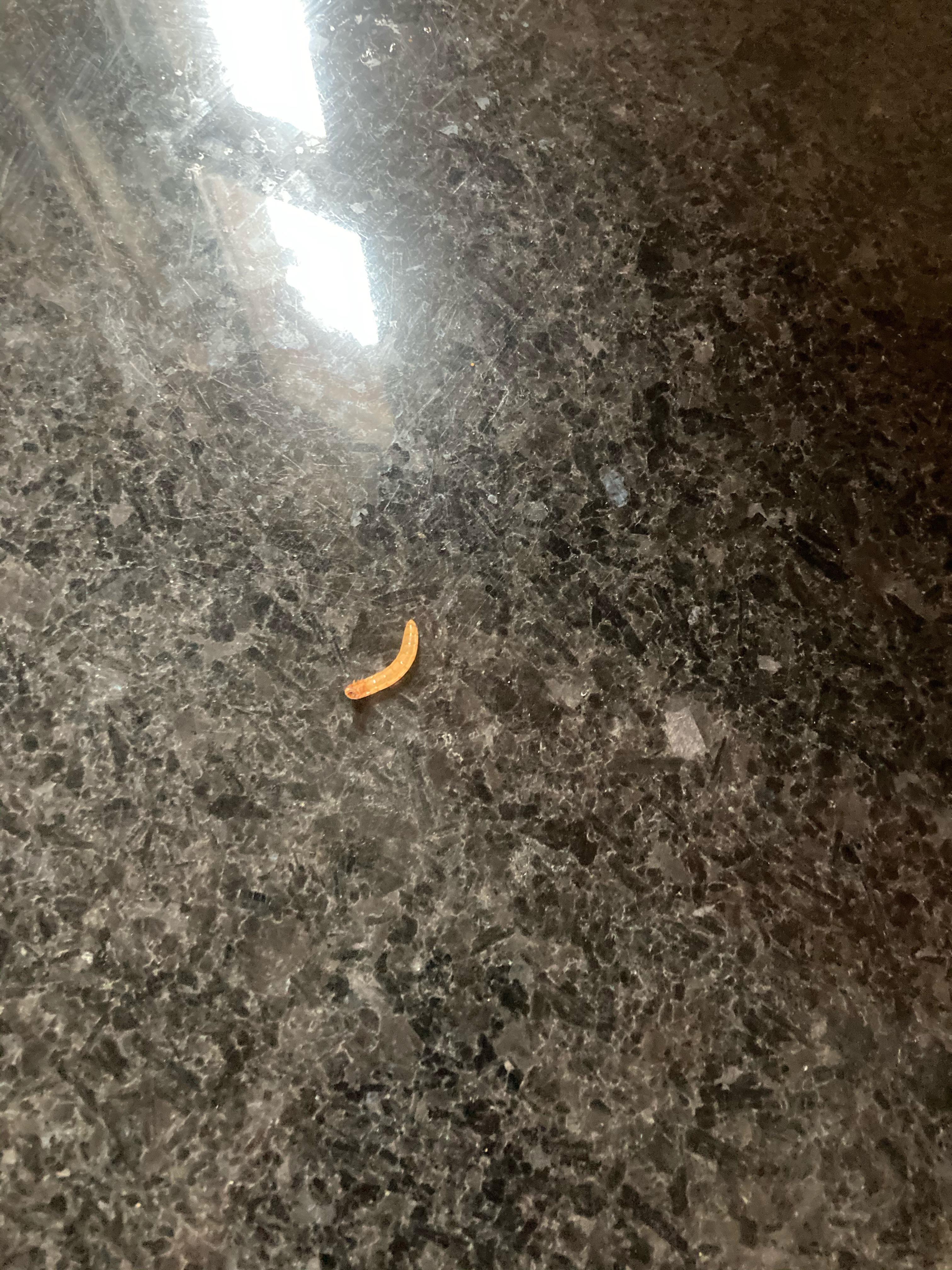 Worm/larvae looking thing we keep randomly finding on our kitchen