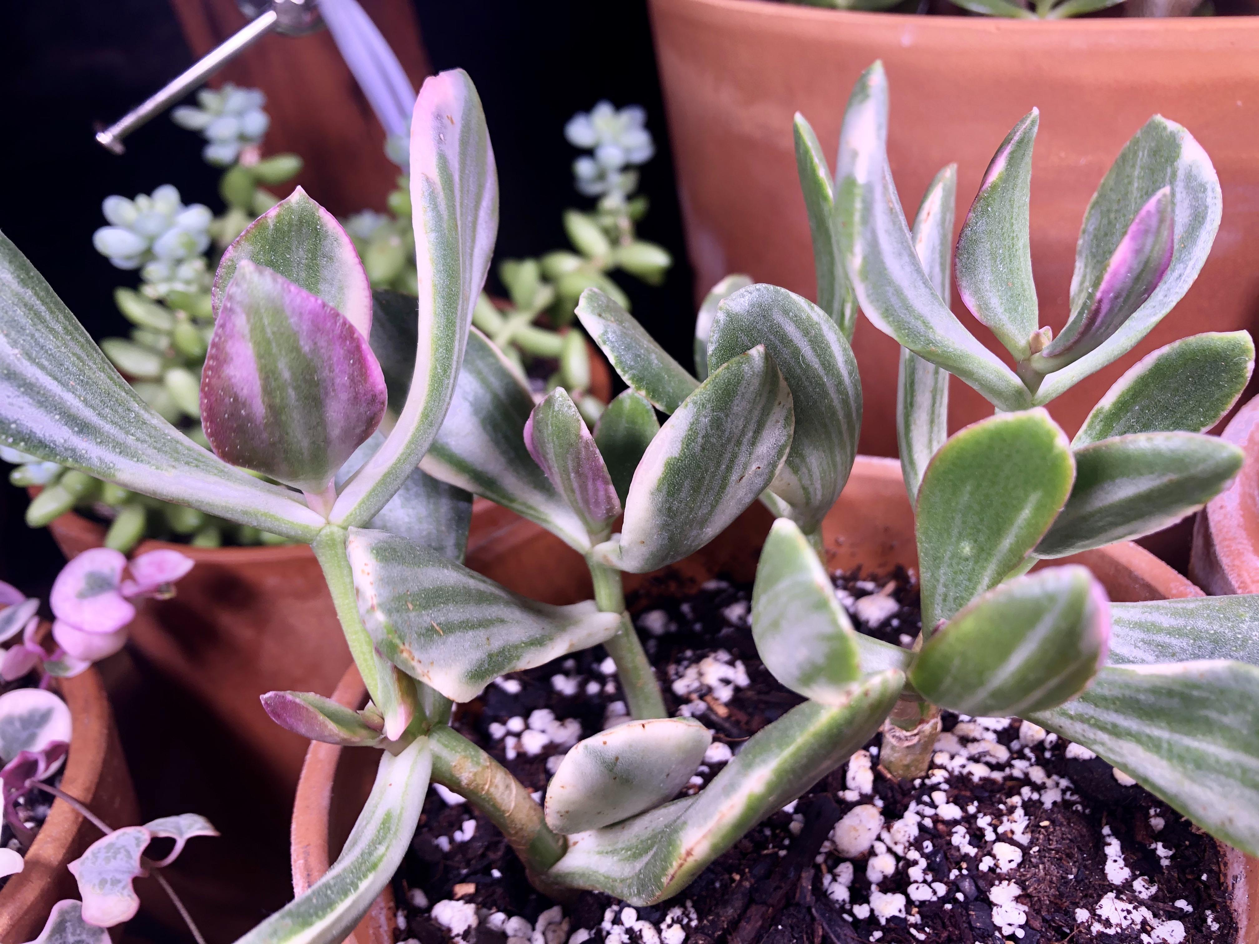 My variegated jade plant has pink on its new leaves. It’s so cute. r