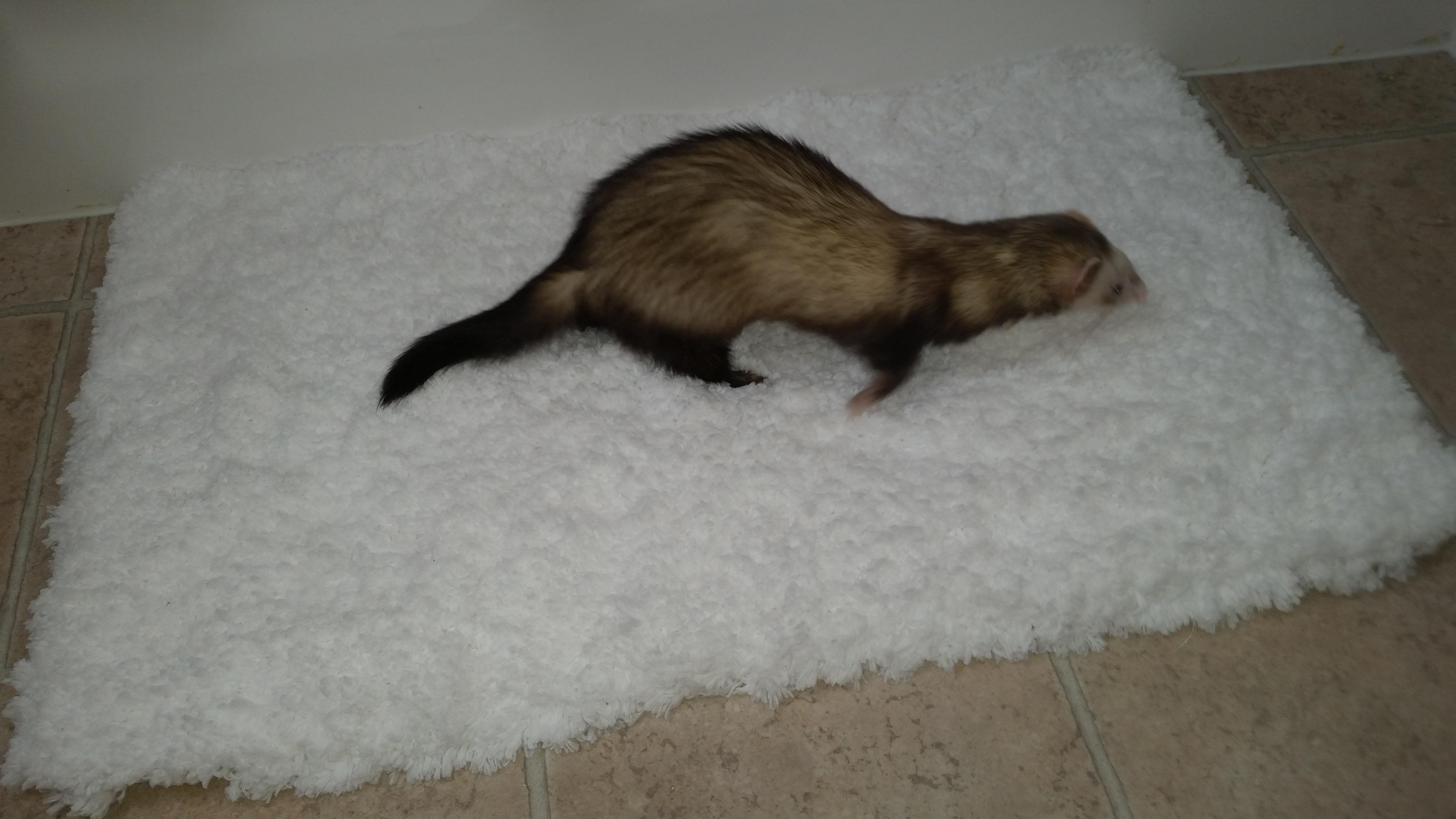 Time to clean the whiskers.... r/ferrets