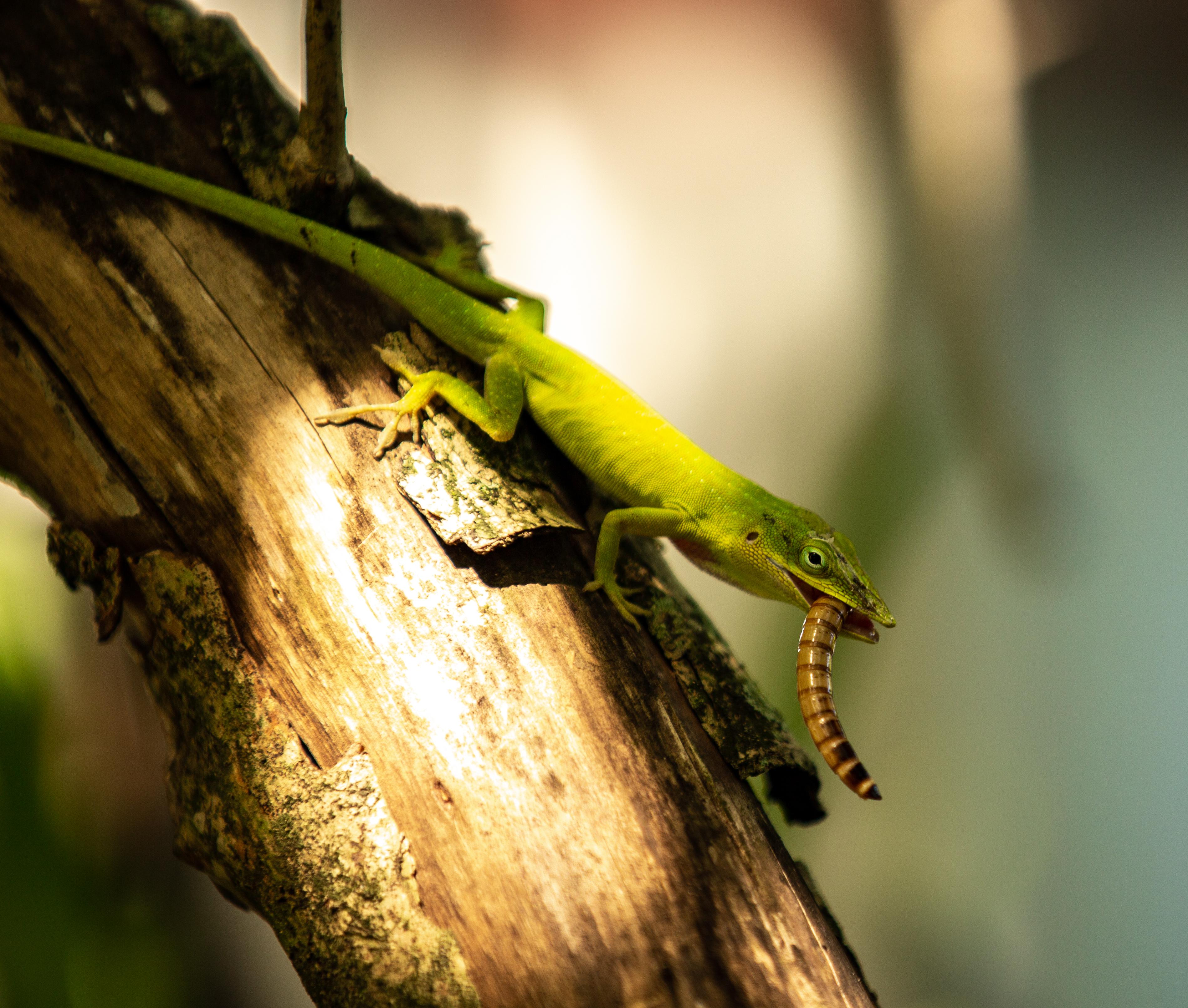 Beautiful native Green Anole enjoying a mealworm. r/Miami