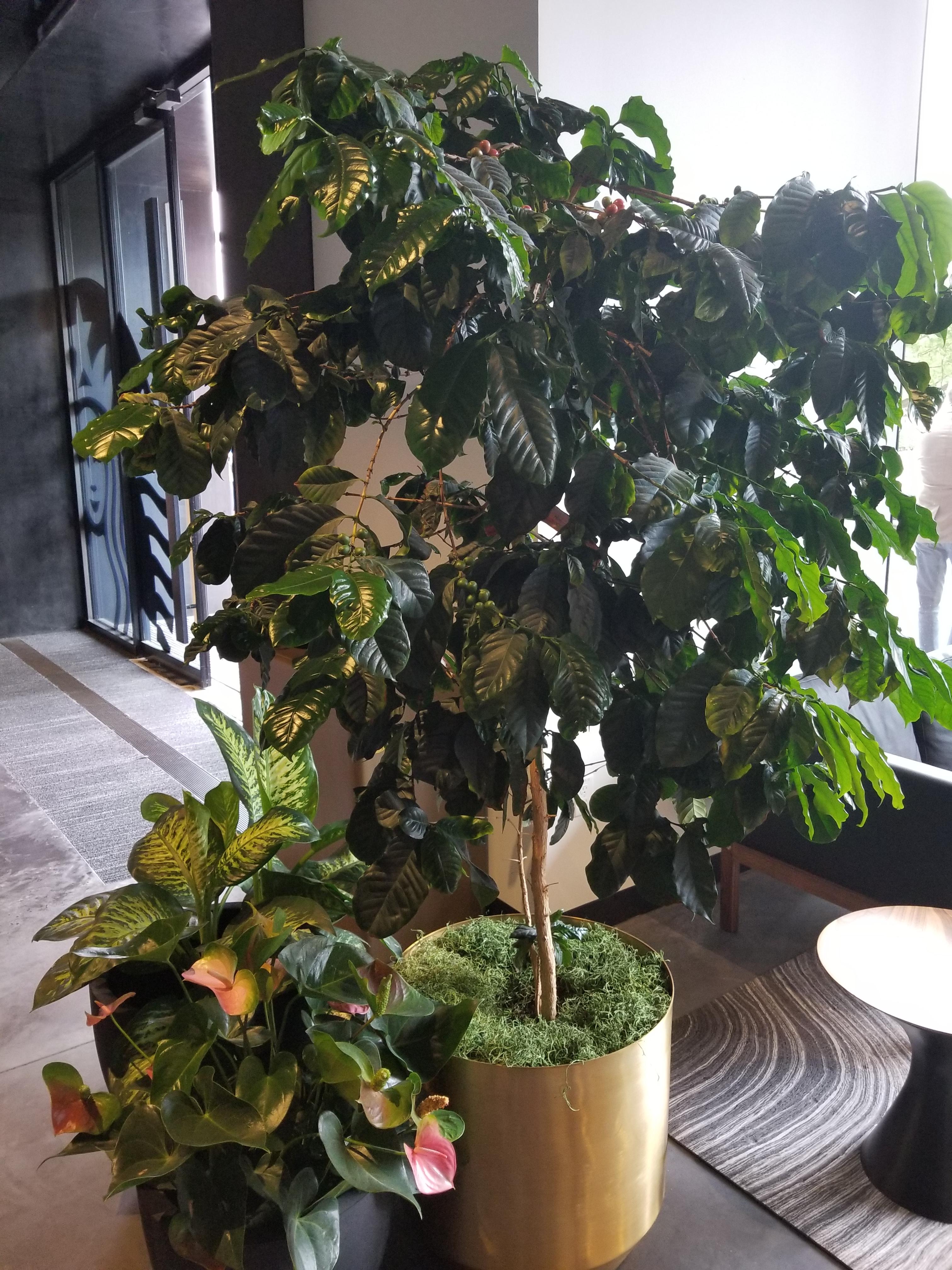 Per request, a more mature coffee plant. Inside the Starbucks