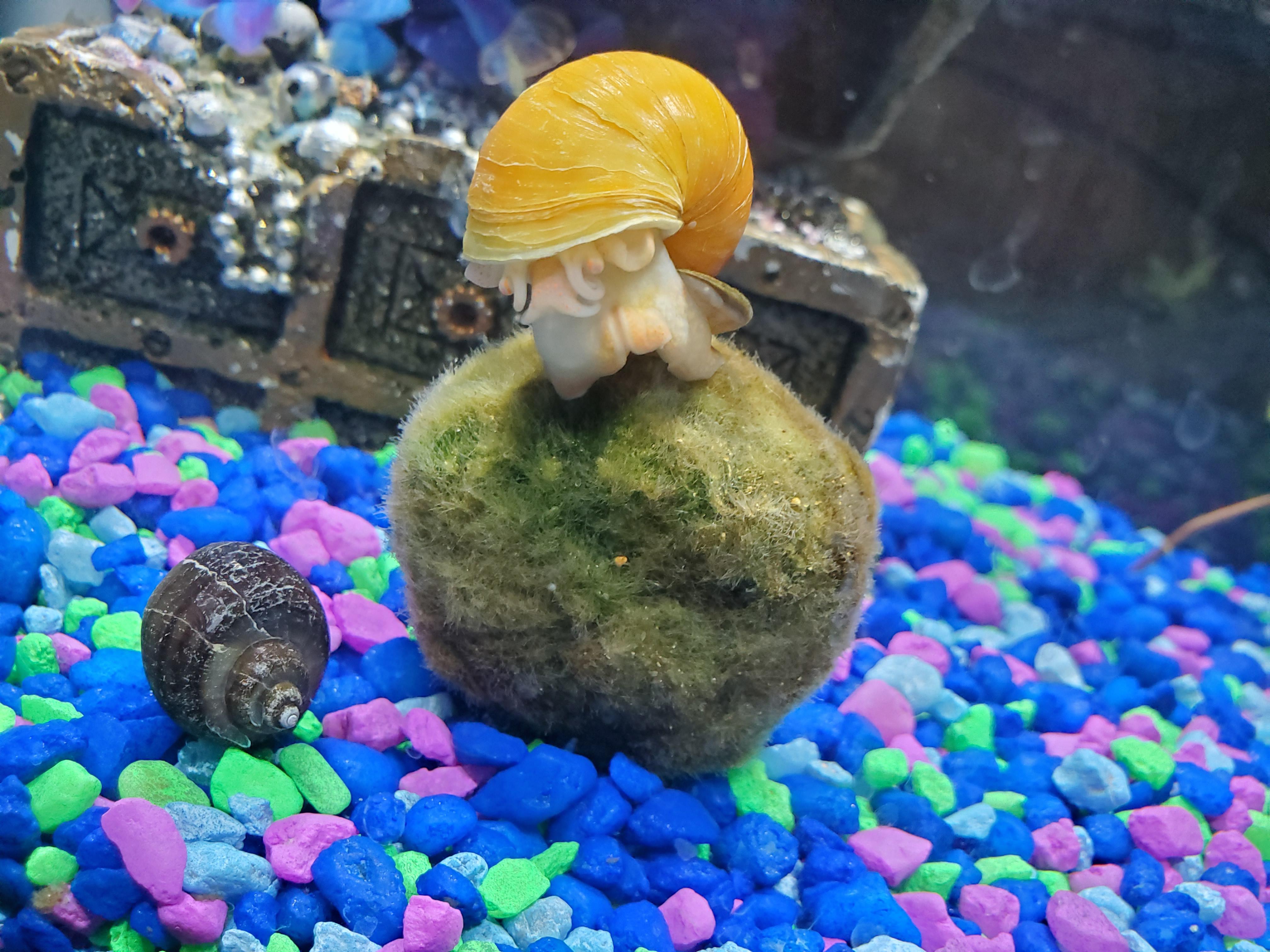 Cleaning up my moss ball! r/snails