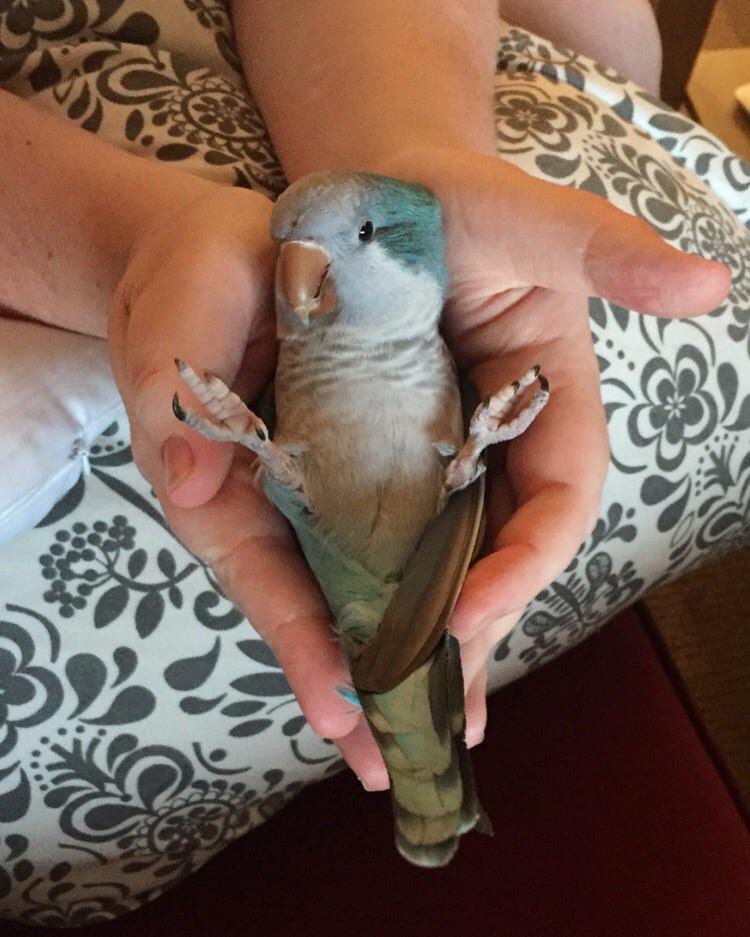 A gift! r/parrots