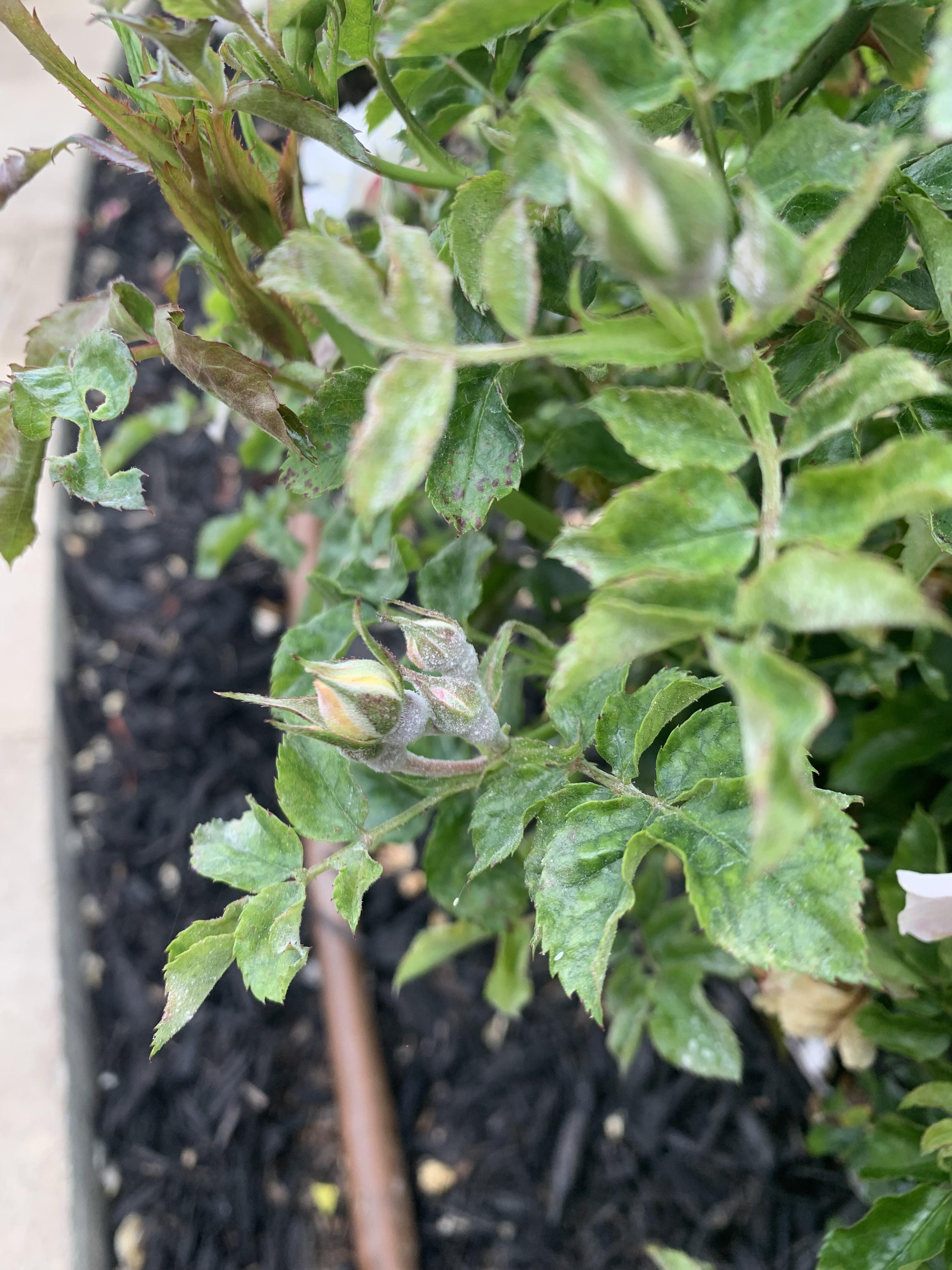 Fungus (?) on roses. Any solution? r/gardening