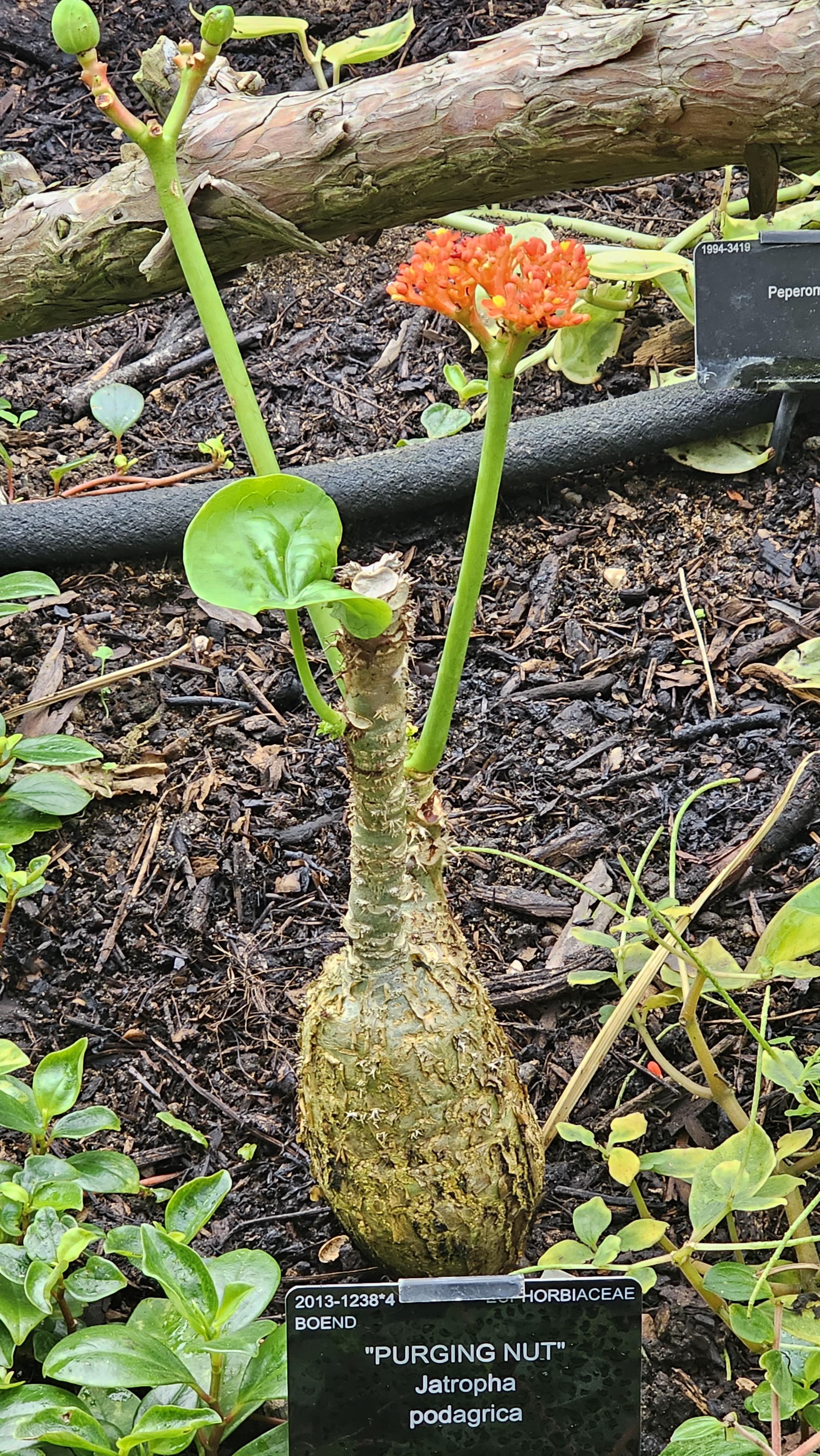 A December plant methinks r/pics