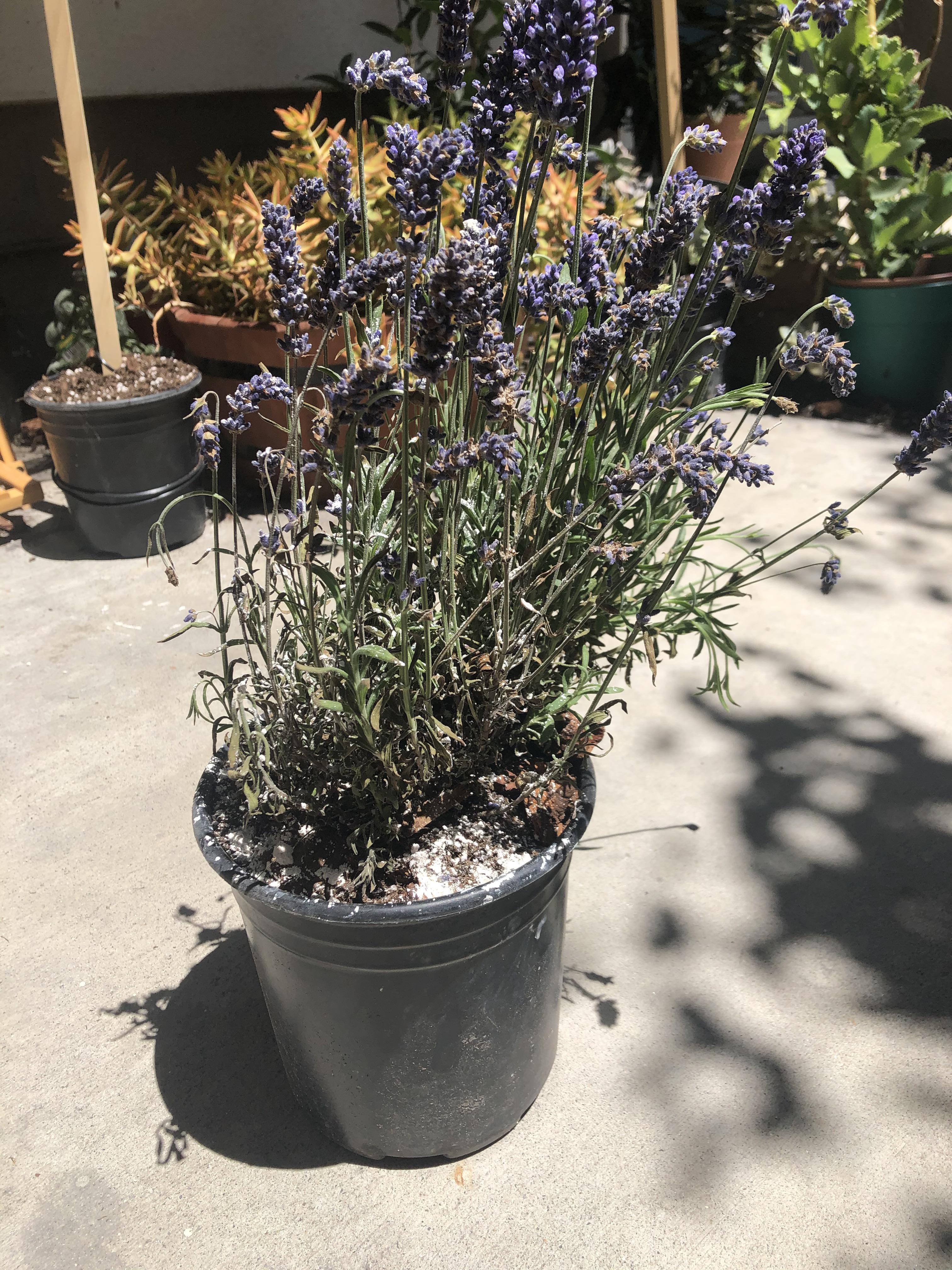 0 Result Images of What Does An Overwatered Lavender Plant Look Like
