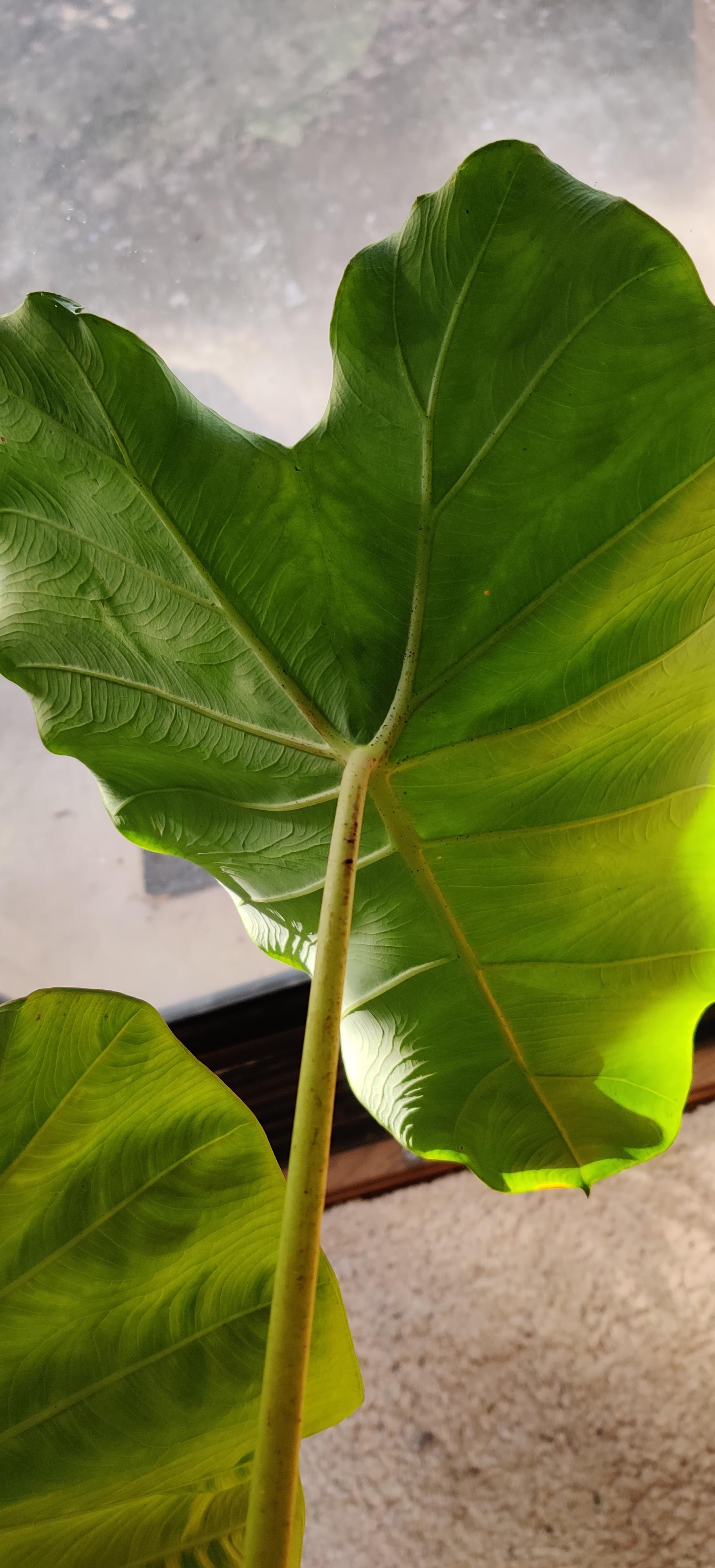 Can anyone tell me what this black stuff is on my elephant ear? They're