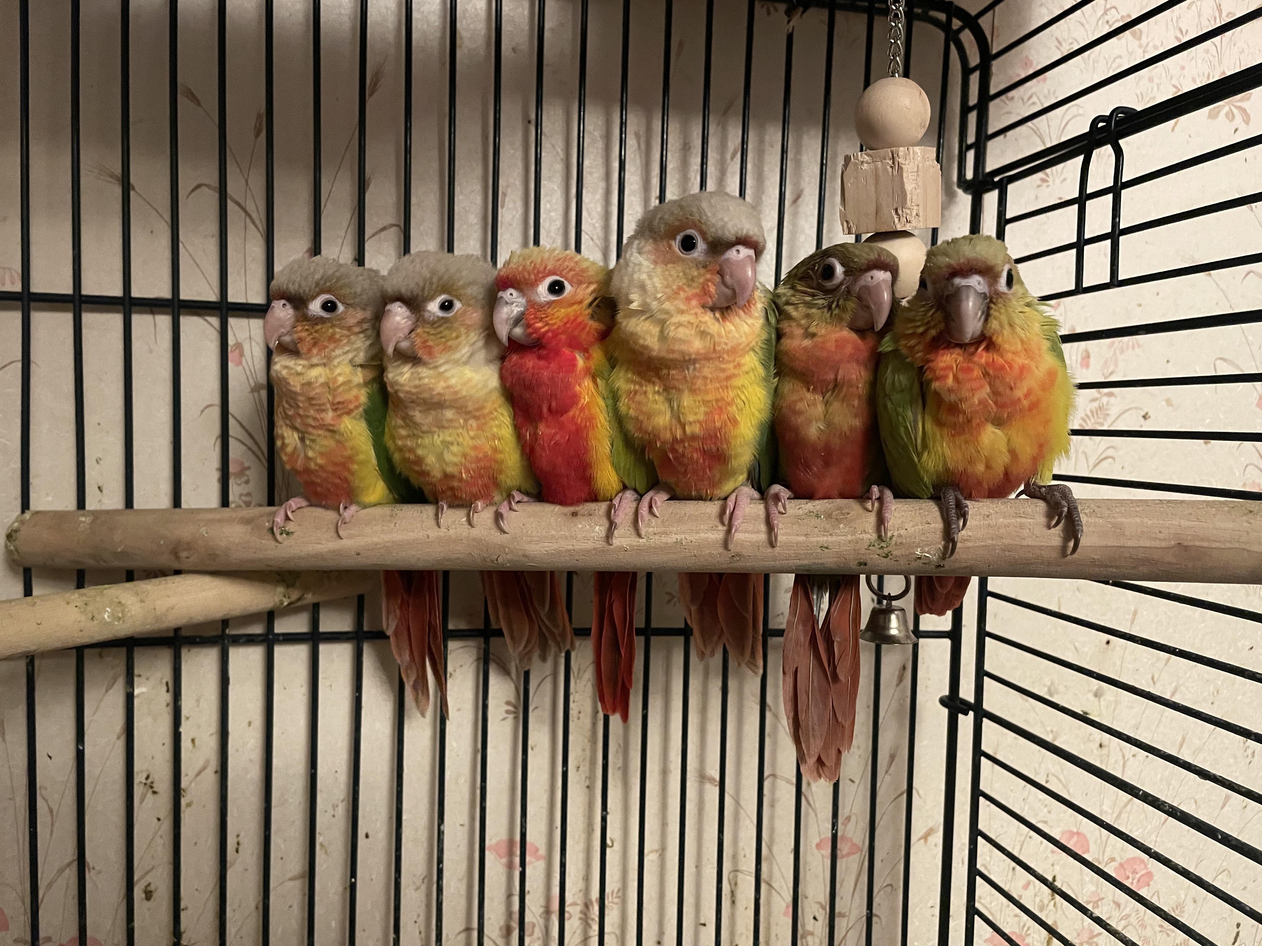 My babies all waiting for their night time feeding. r/Conures