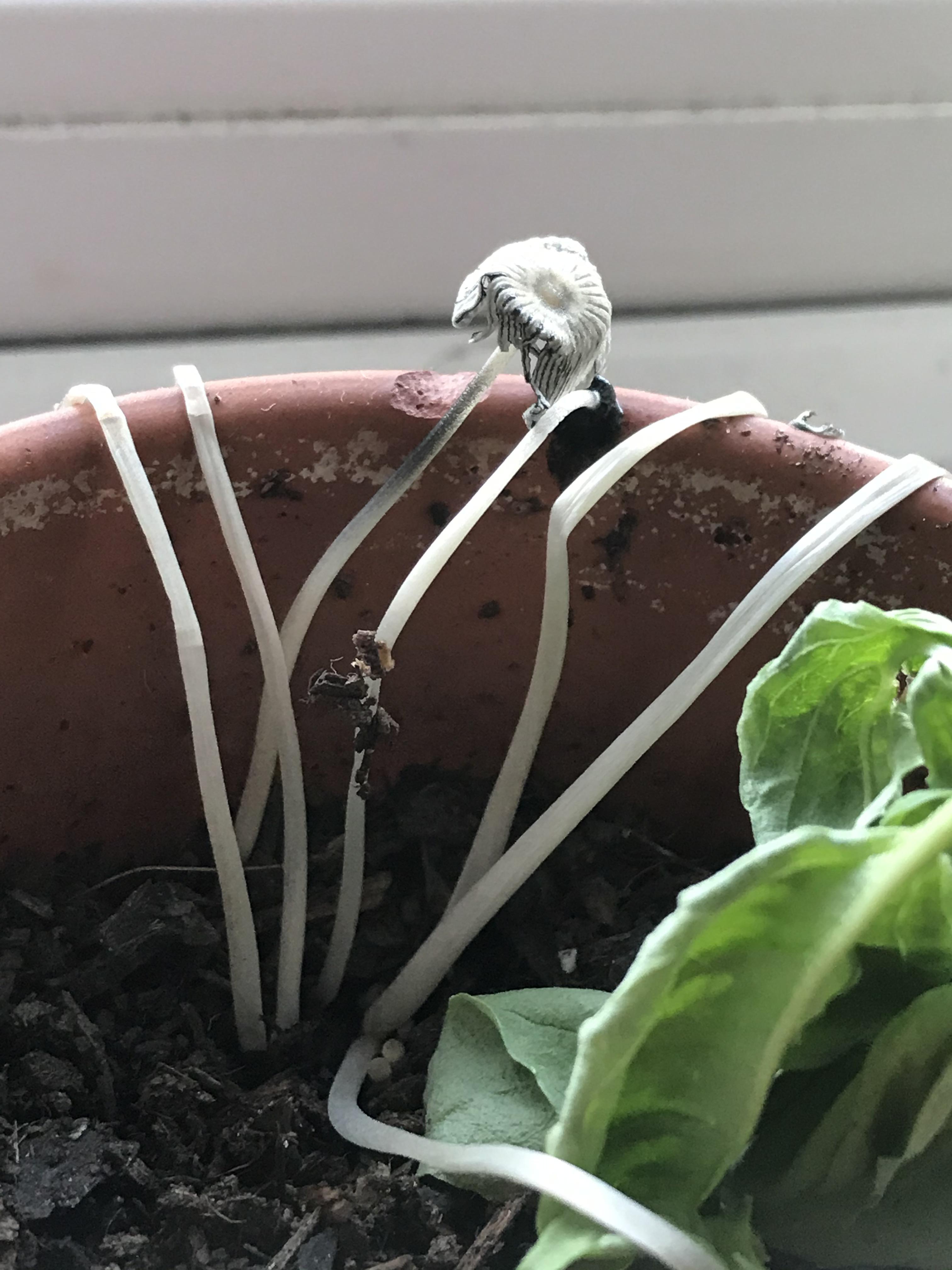 These grew in my plant pot over the last couple of days, anyone know